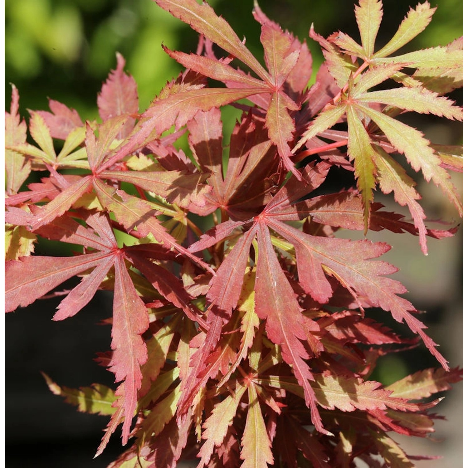 Fächerahorn Jerre Schwartz 100-125cm - Acer palmatum günstig online kaufen