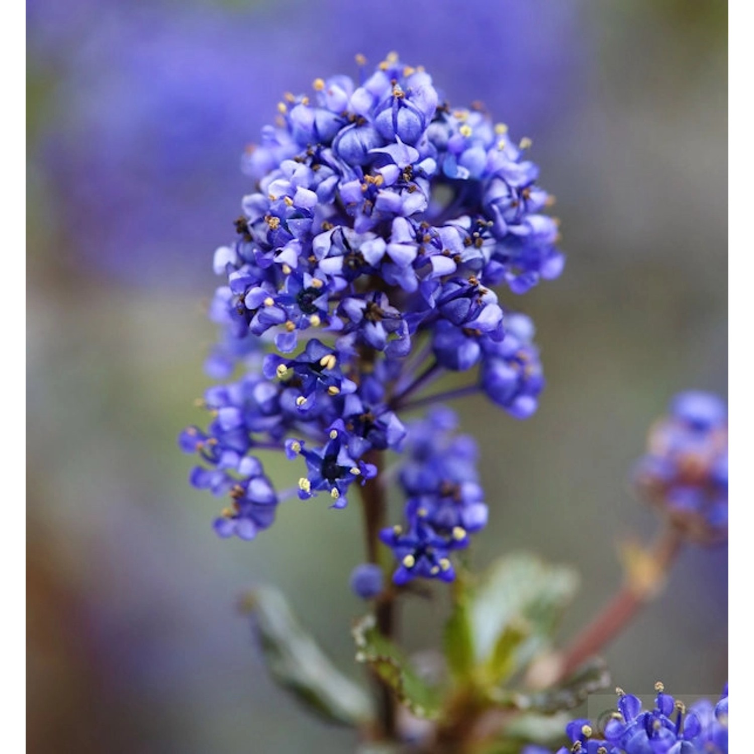 Säckelblume Blue Sapphire 20-30cm - Ceanothus impressus günstig online kaufen