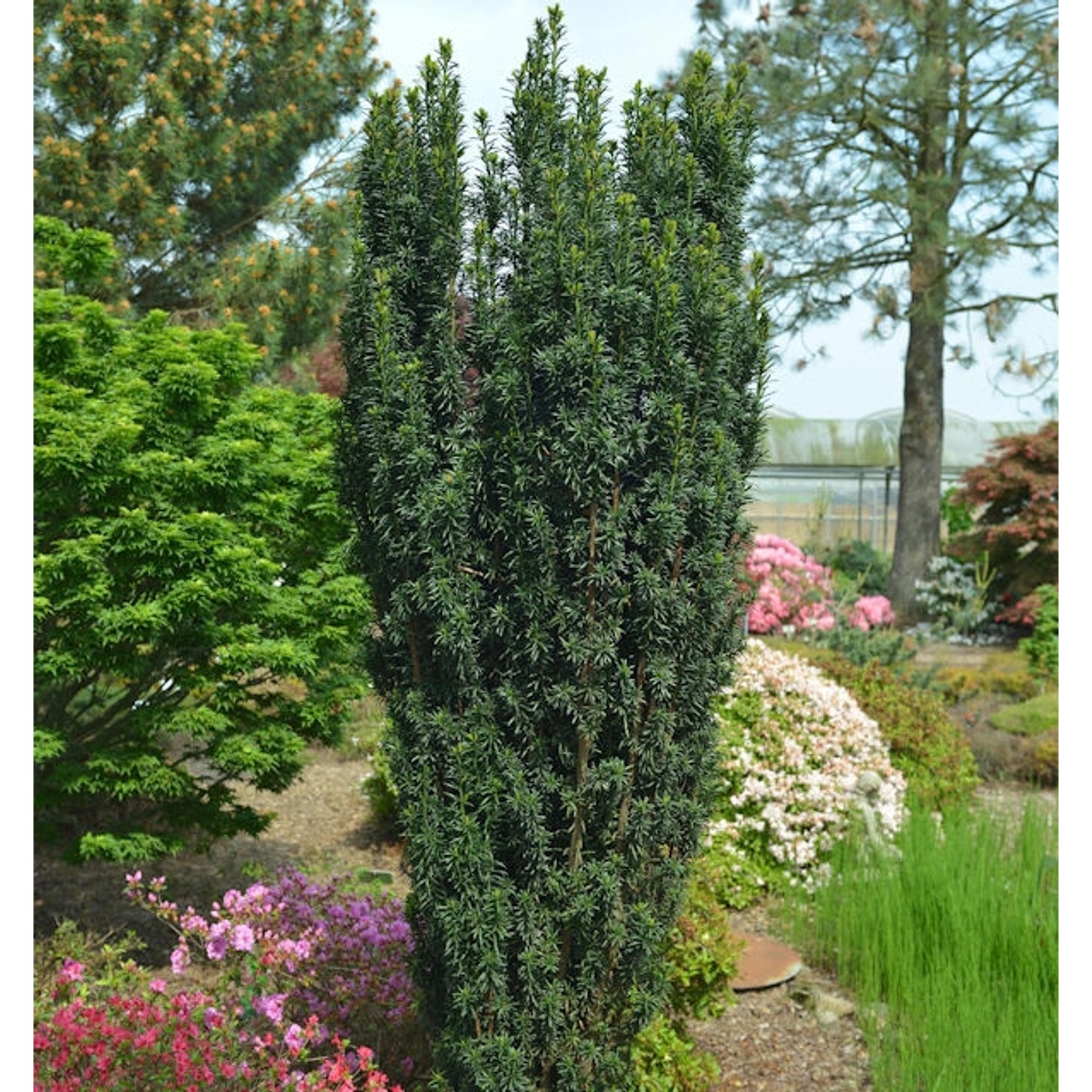 Dunkelgrüne Säuleneibe Pirat 40-50cm - Taxus baccata günstig online kaufen