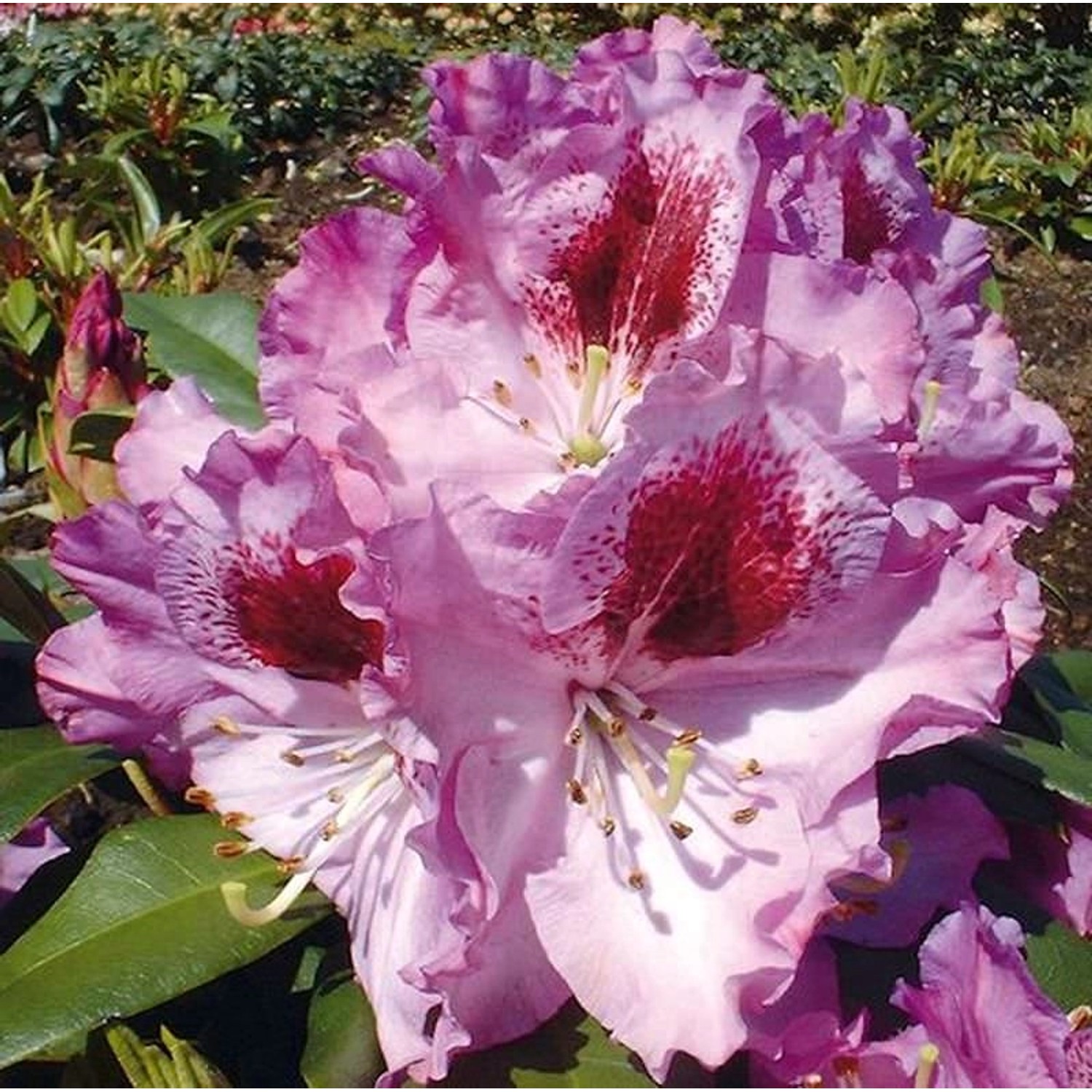 Großblumige Rhododendron Pfauenauge 30-40cm - Alpenrose günstig online kaufen