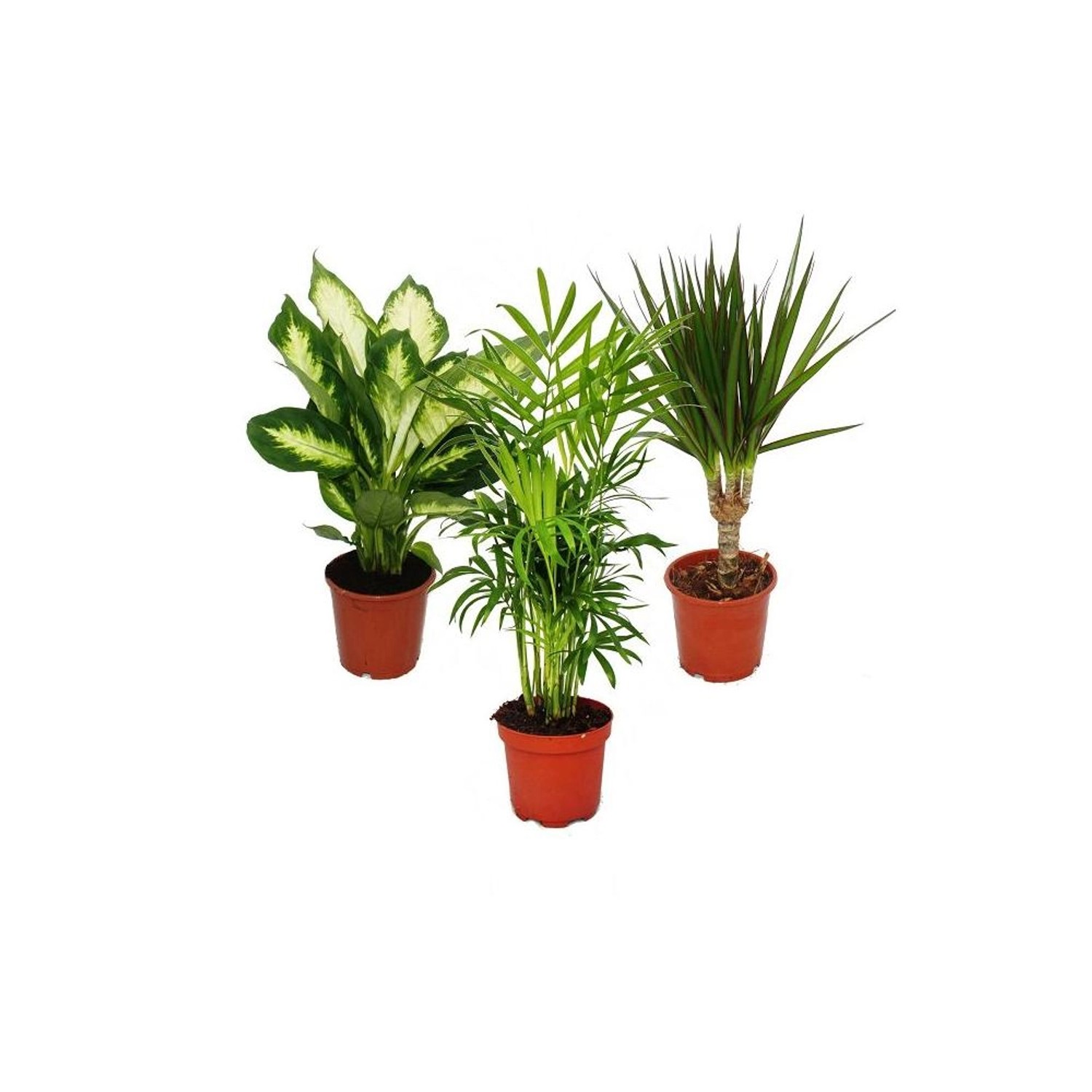 Exotenherz Zimmerpflanzen Mix II 3er Set Dieffenbachia Chamaedorea Dracena günstig online kaufen