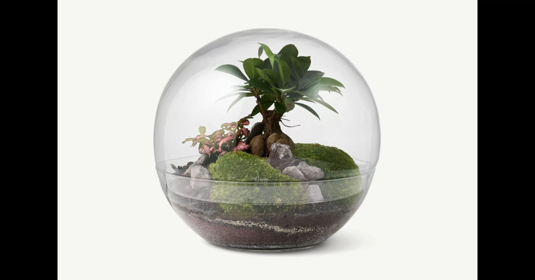 Green Factory grosses Forest Moon Terrarium, Klar - MADE.com günstig online kaufen