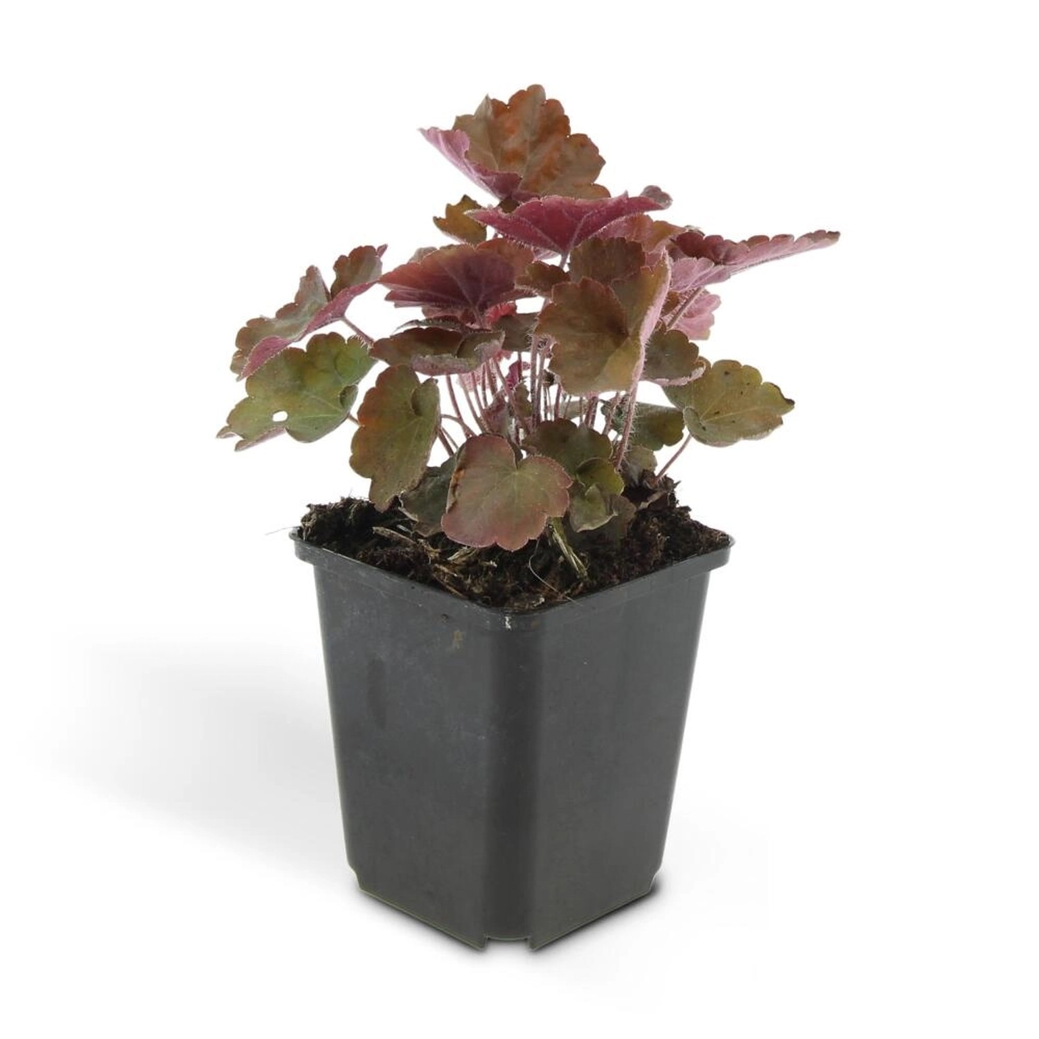 Exotenherz Bodendecker Purpurglöckchen Heuchera Mic. Palace Purple 9cm Topf günstig online kaufen