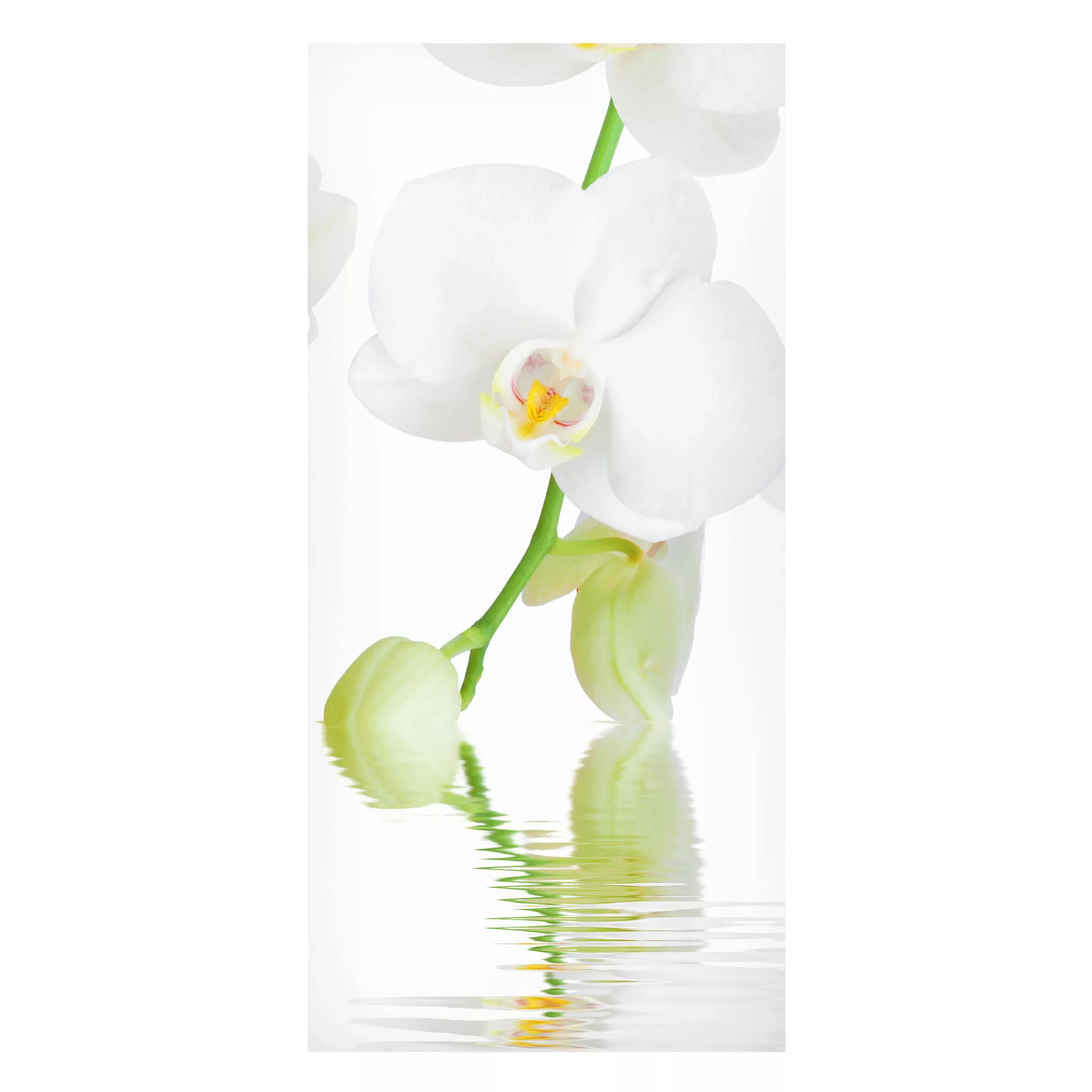 Magnettafel Blumen - Hochformat 1:2 Orchideen Wellness Orchidee günstig online kaufen
