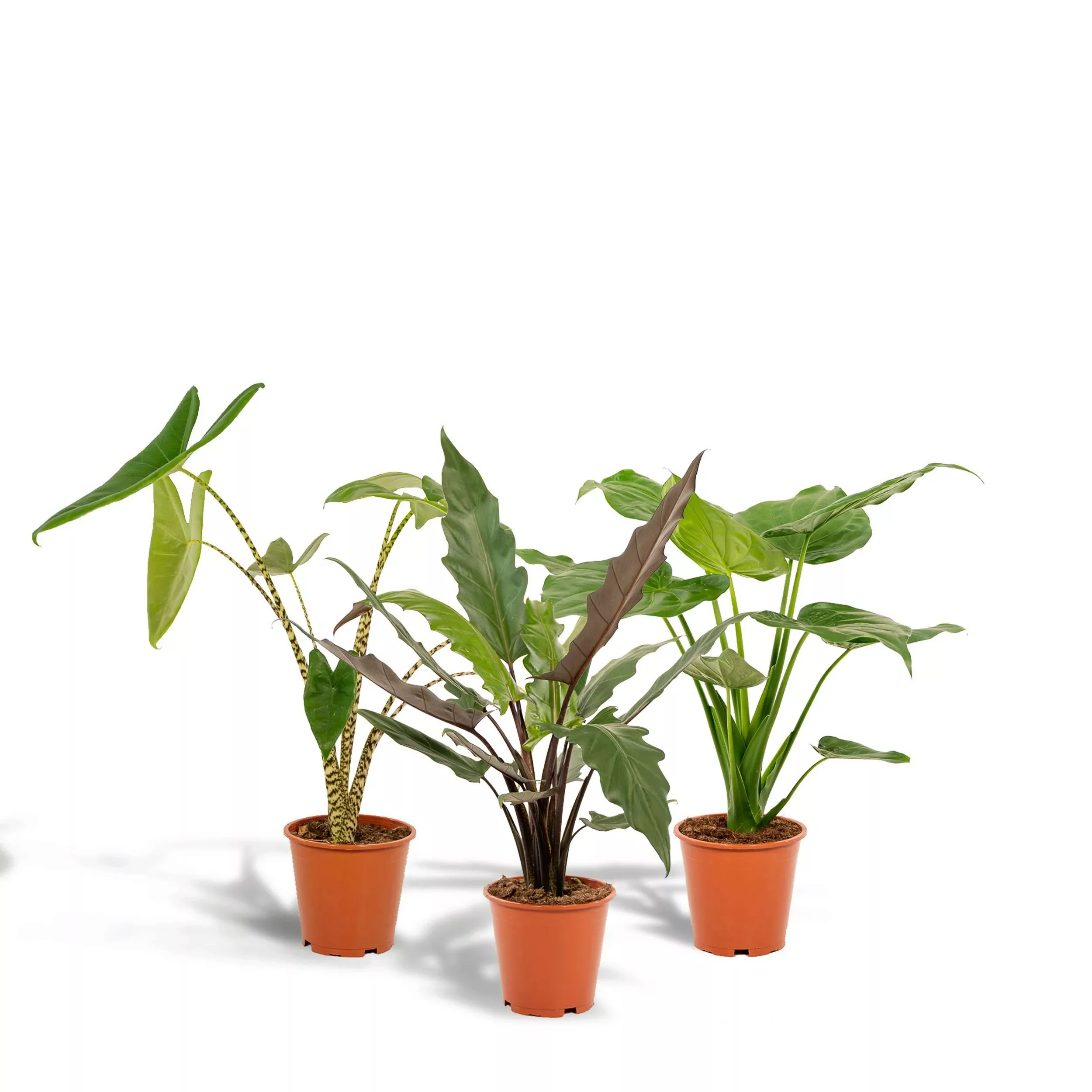 Hello Plants | Set mit 3 Alocasias - Zebrina, Cucullata & Lauterbachiana günstig online kaufen