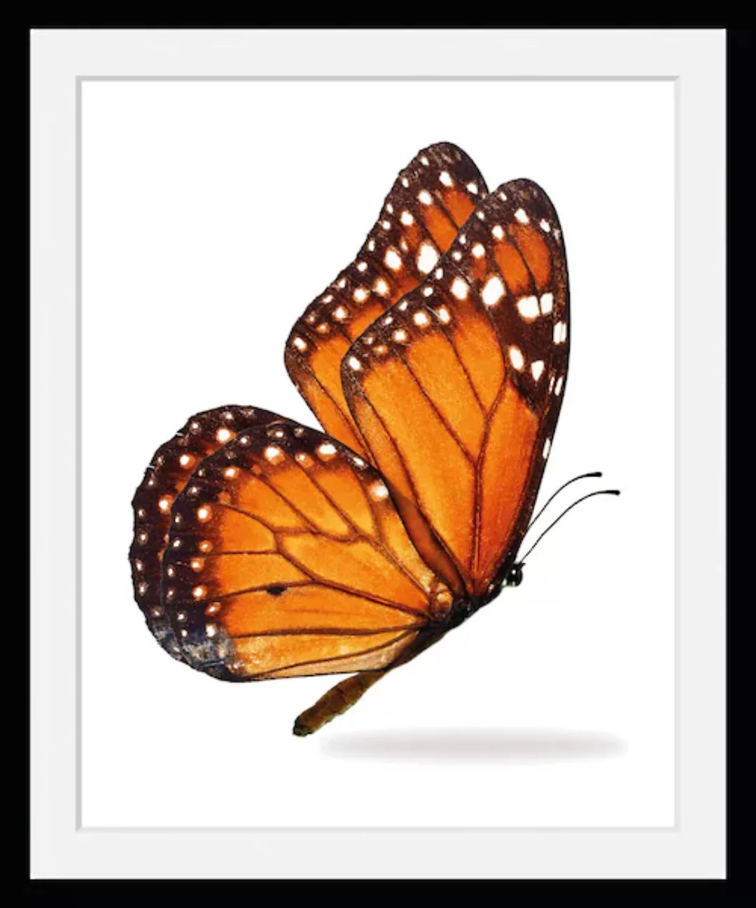 queence Bild "Jalina", Schmetterlinge, (1 St.) günstig online kaufen