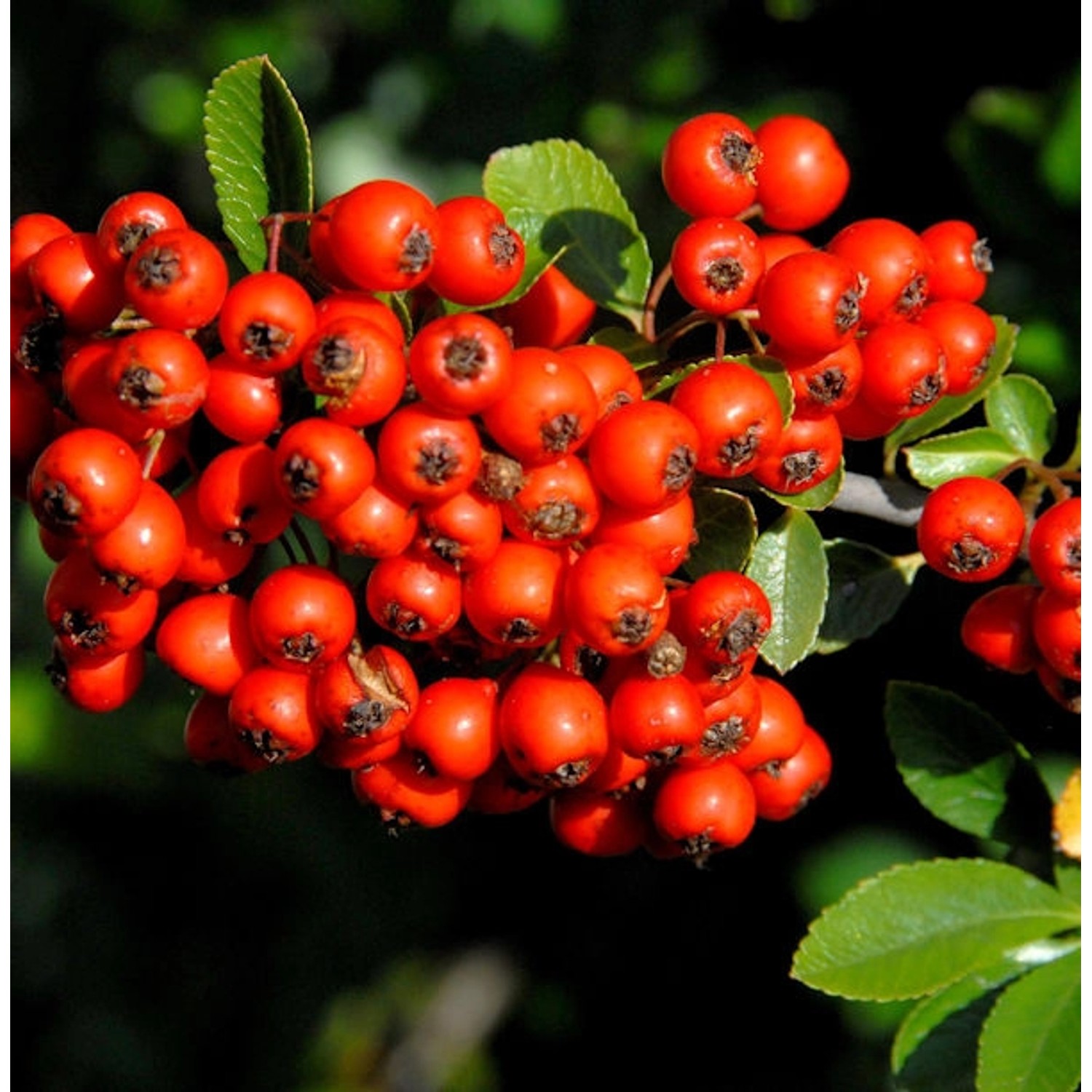 Feuerdorn Red Star 100-125cm - Pyracantha günstig online kaufen