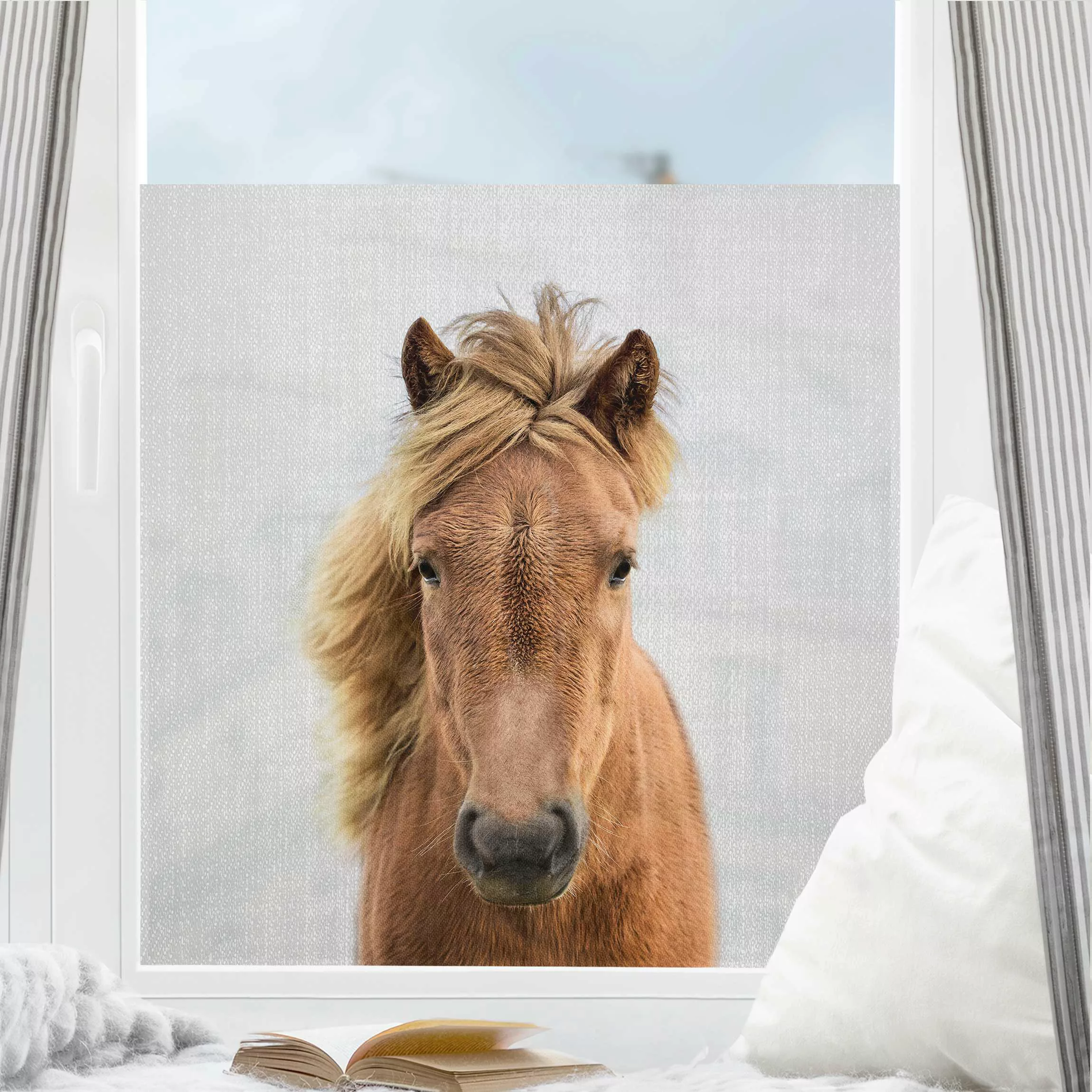 Fensterfolie Pferd Pauline günstig online kaufen