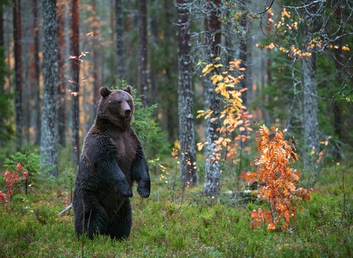 Papermoon Fototapete »Brown Bear in Autumn Forest« günstig online kaufen