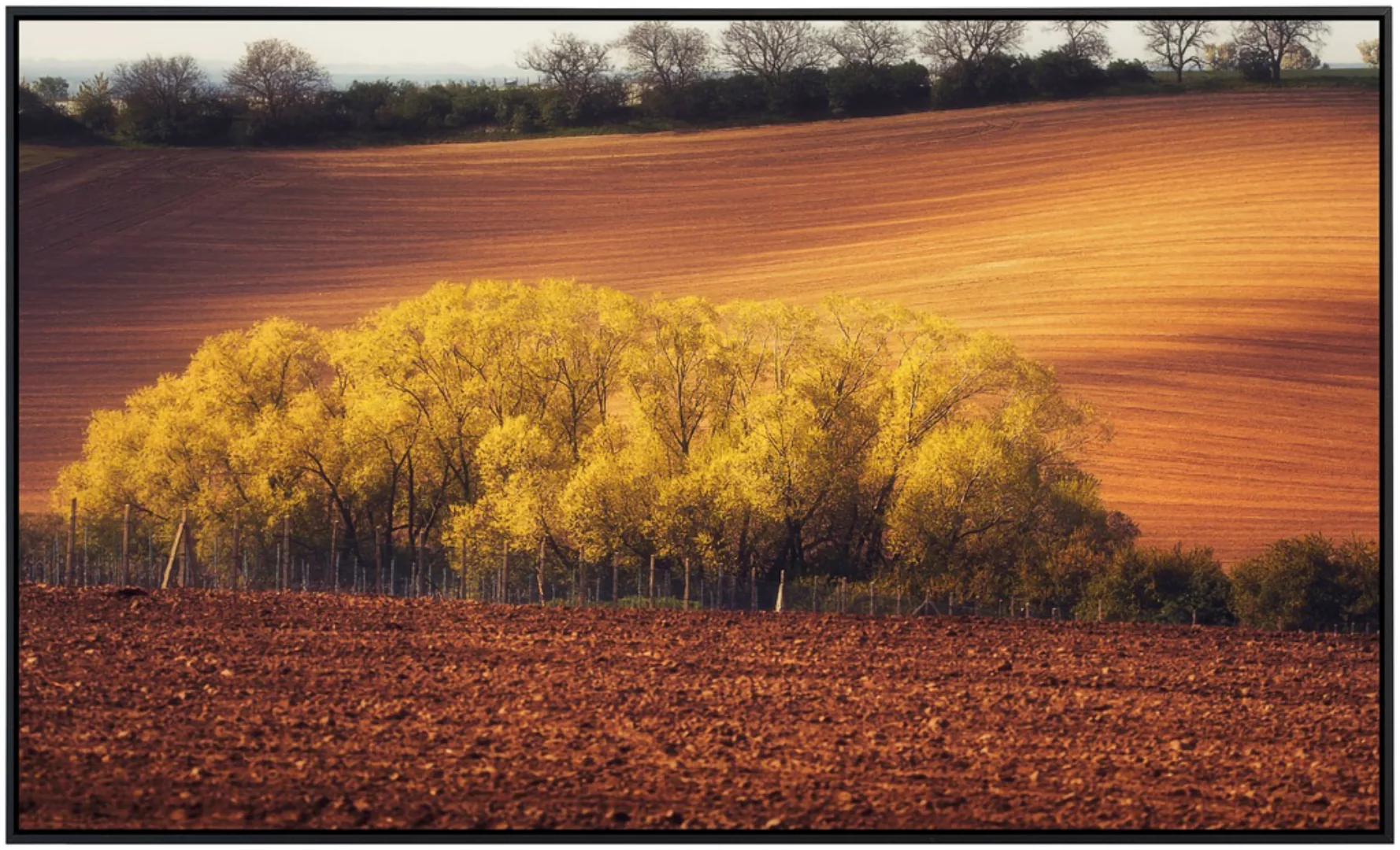 Papermoon Infrarotheizung »Bäume in Feldern«, sehr angenehme Strahlungswärm günstig online kaufen