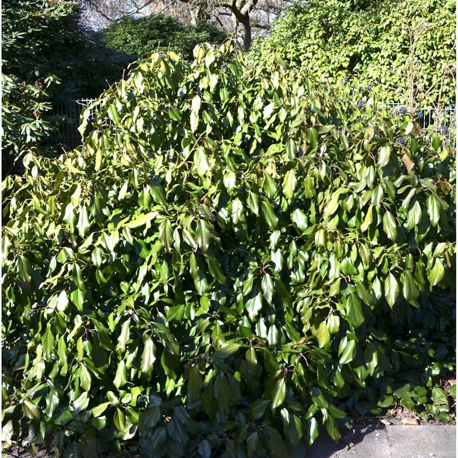 Kaukasischer Strauch Efeu 25-30cm - Hedera colchica Arborescens günstig online kaufen