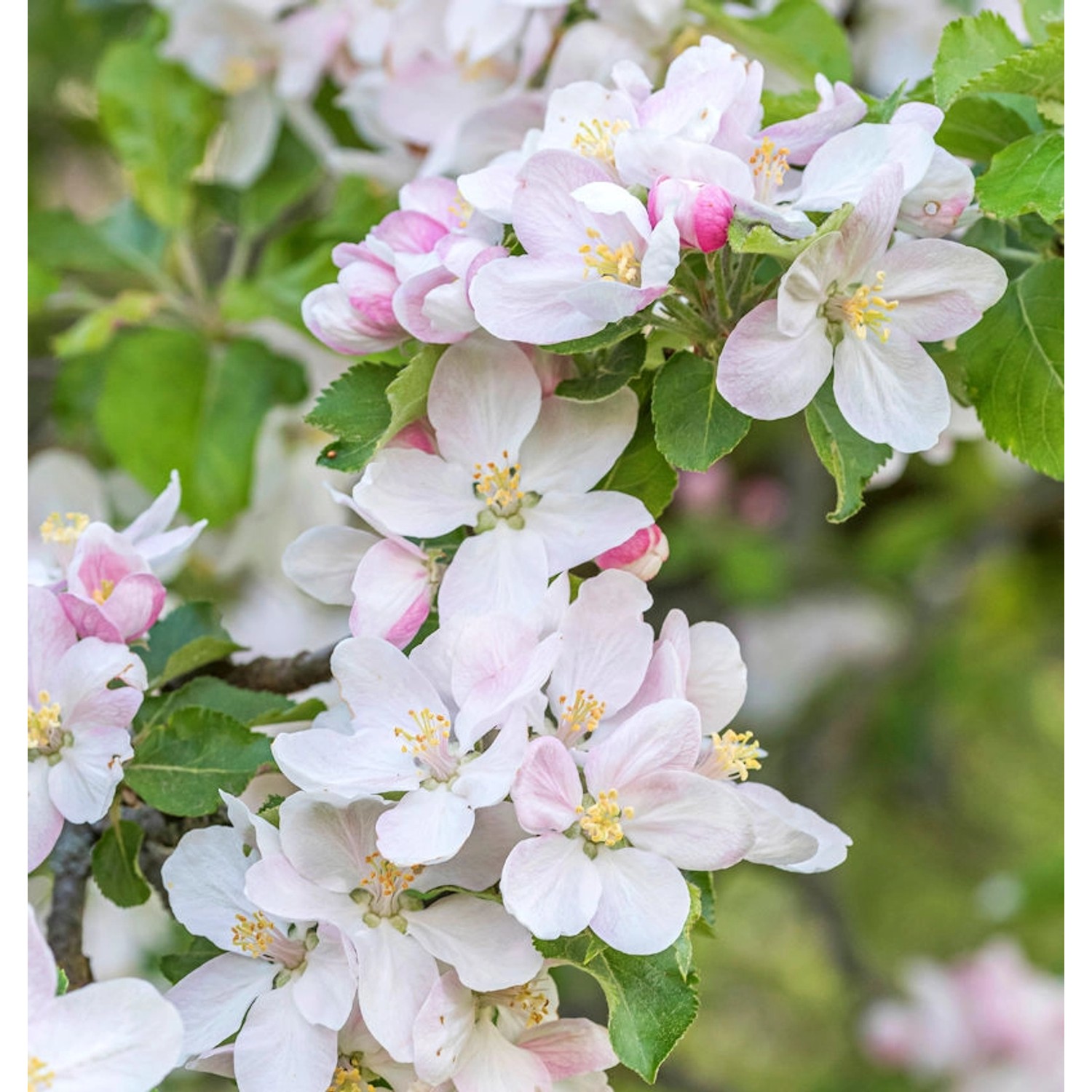 Hochstamm Zier Apfelbaum Pomzai 60-80cm - Malus günstig online kaufen