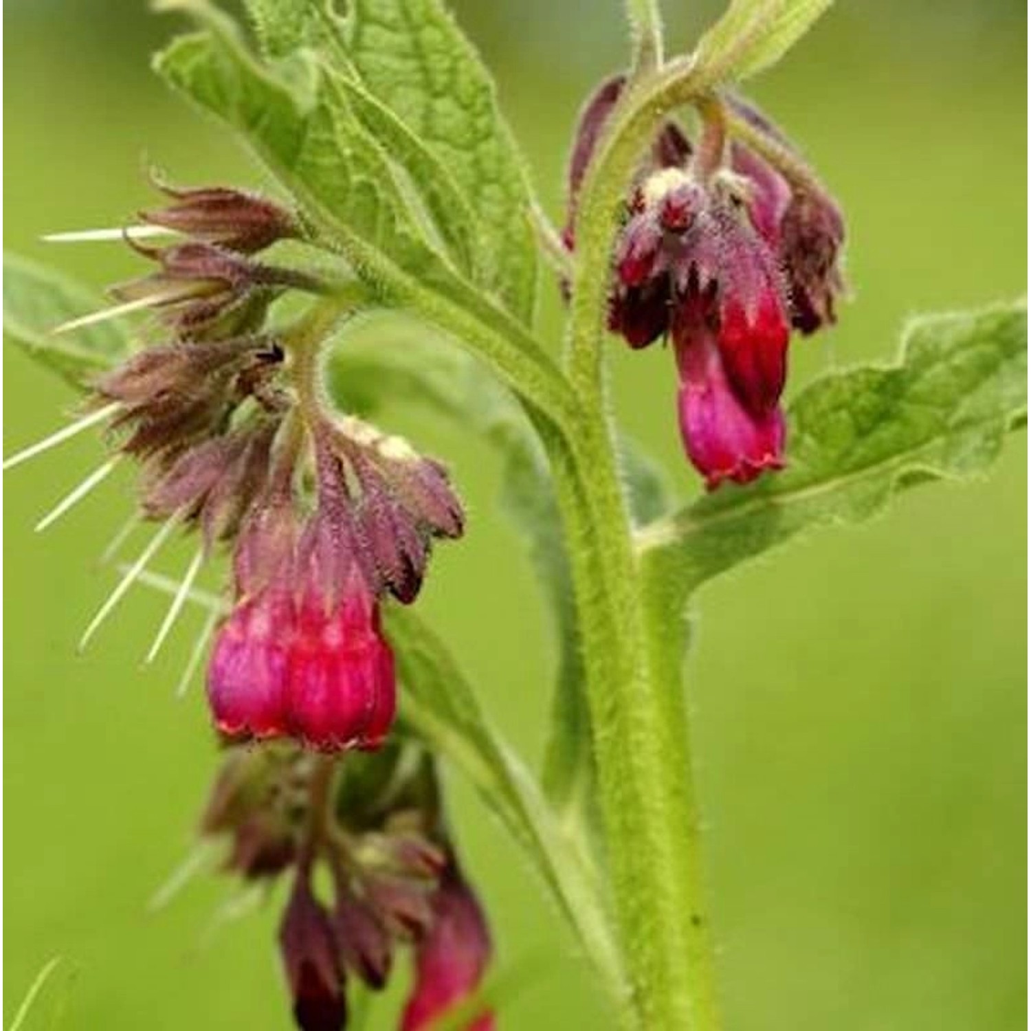 Echter Beinwell Rot - Symphytum officinale günstig online kaufen