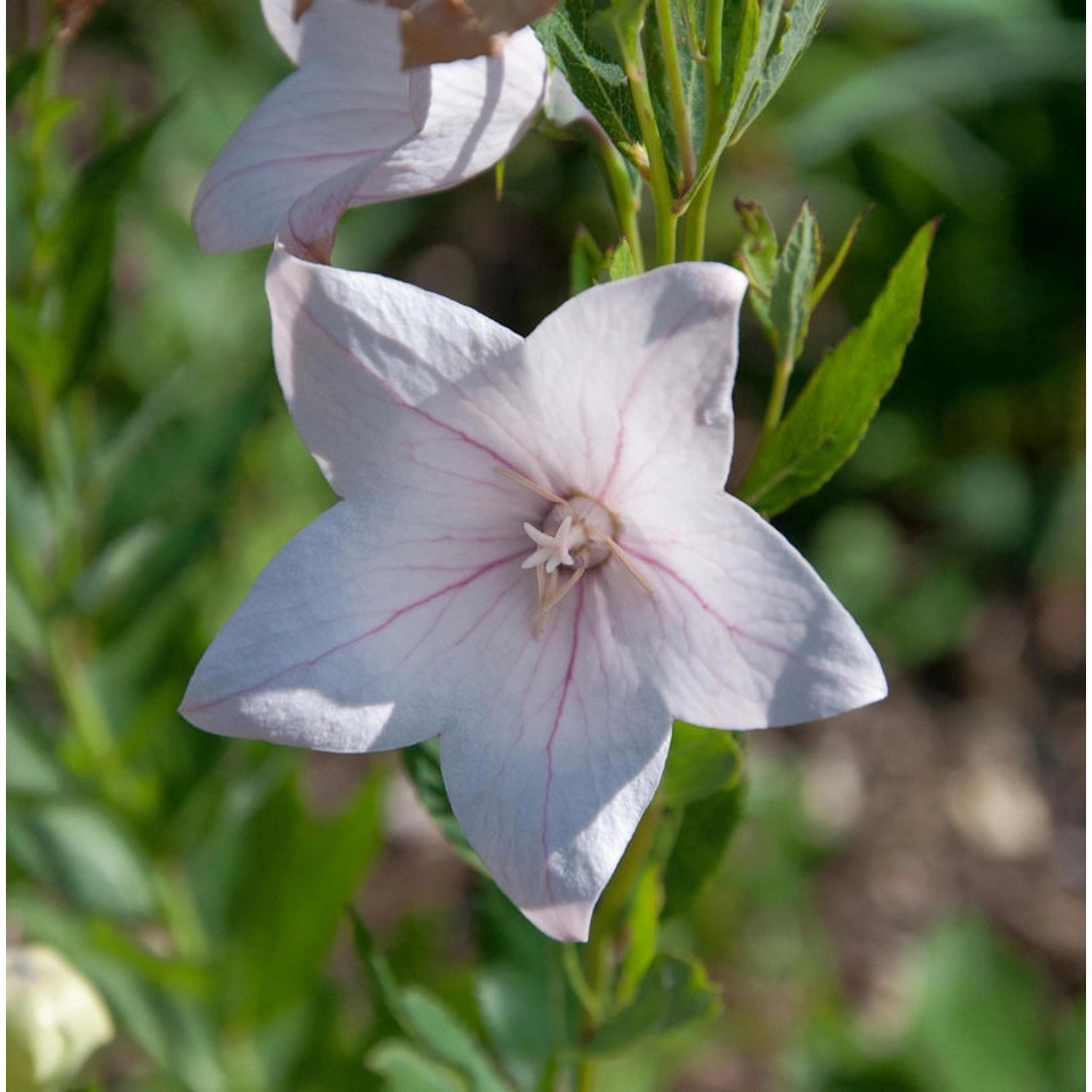 Ballonblume Perlmutterschale - Platycodon grandiflorus günstig online kaufen