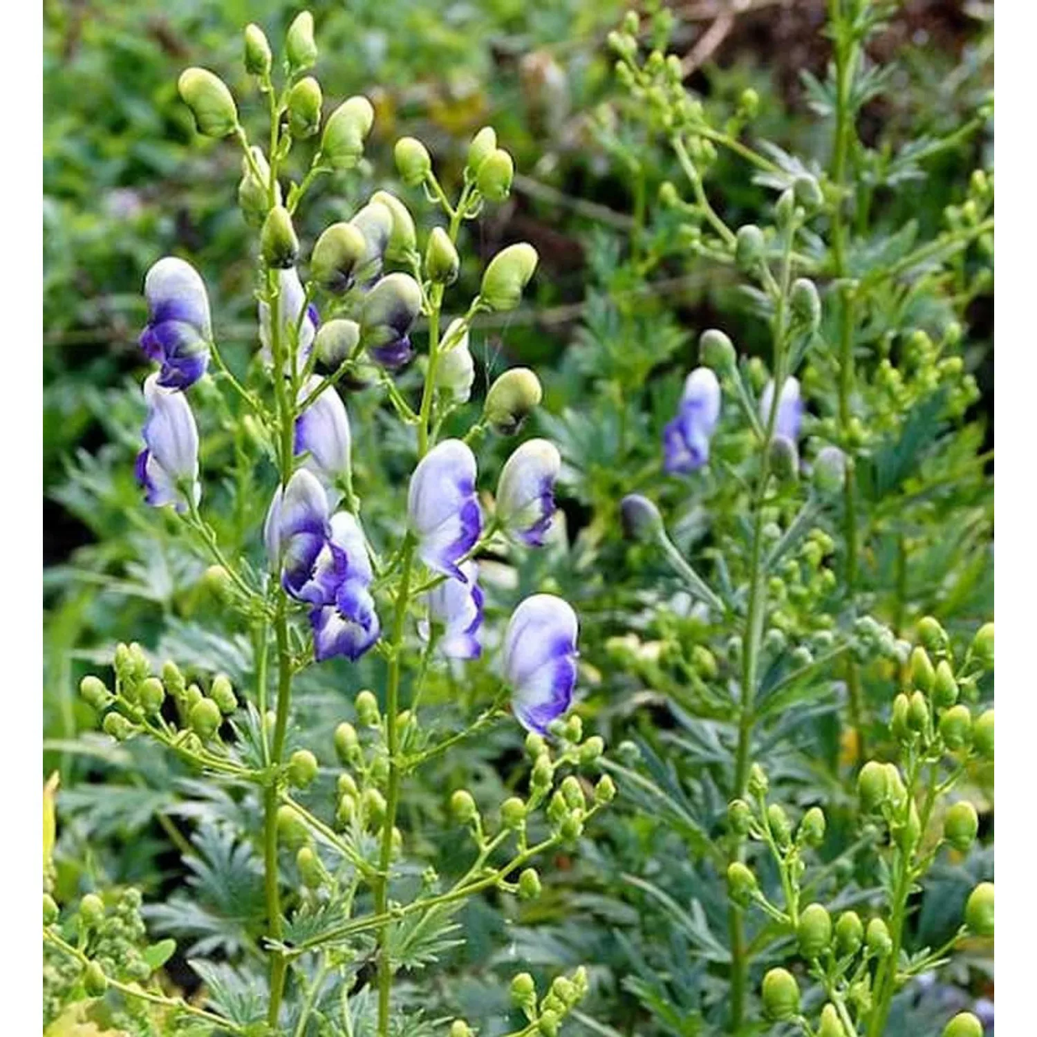 Eisenhut Bicolor - Aconitum napellus günstig online kaufen