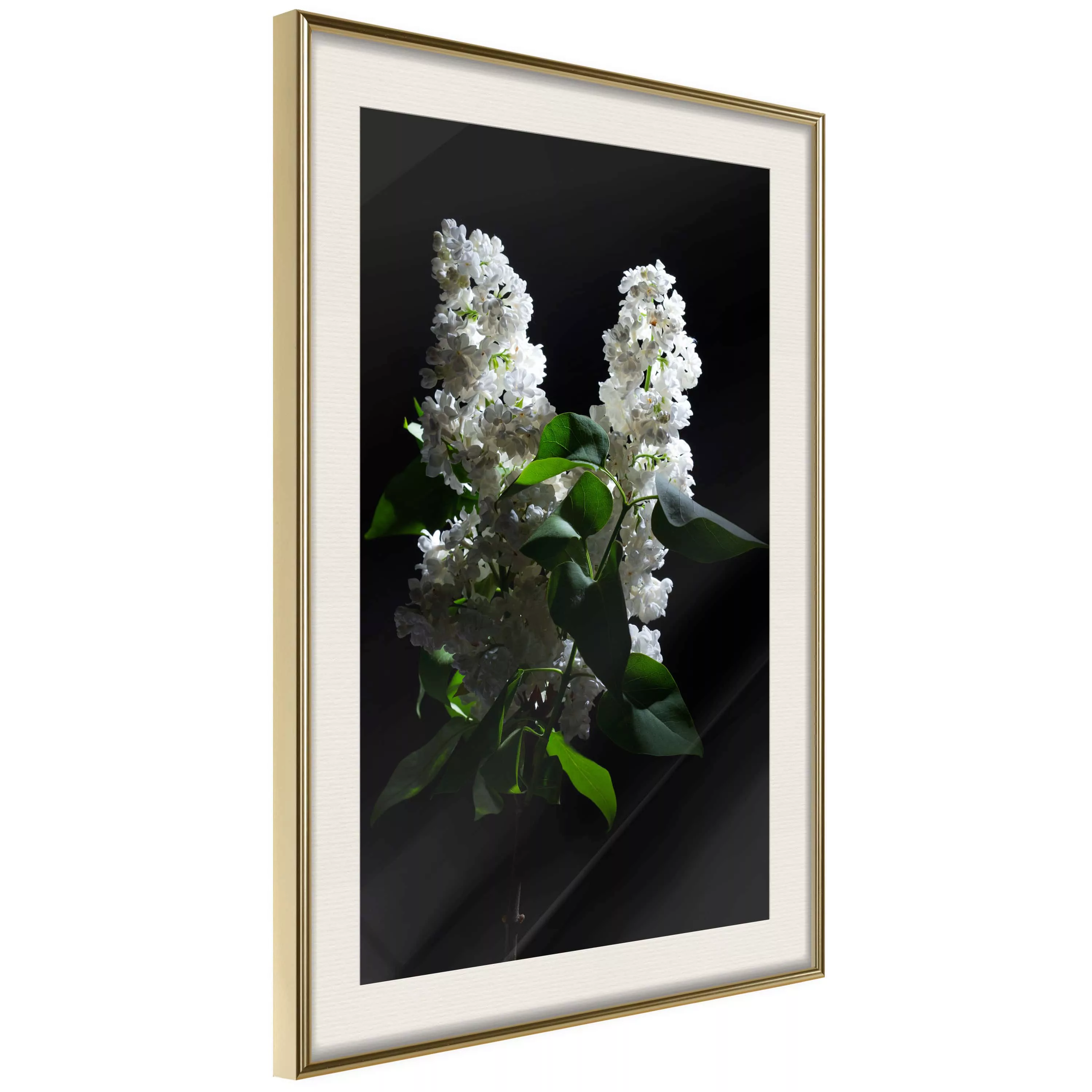 Poster - White Lilac günstig online kaufen