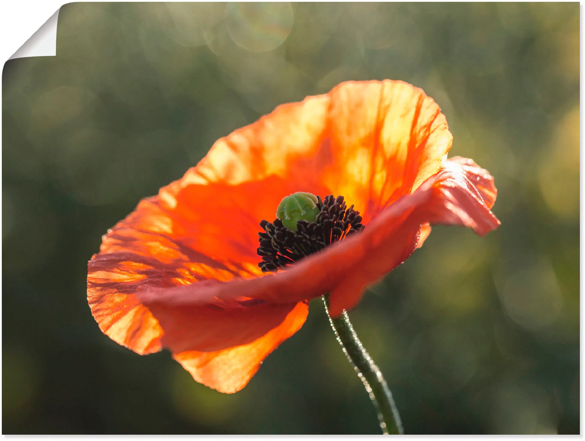 Artland Wandbild »Mohnblüte I«, Blumen, (1 St.), als Leinwandbild, Poster i günstig online kaufen