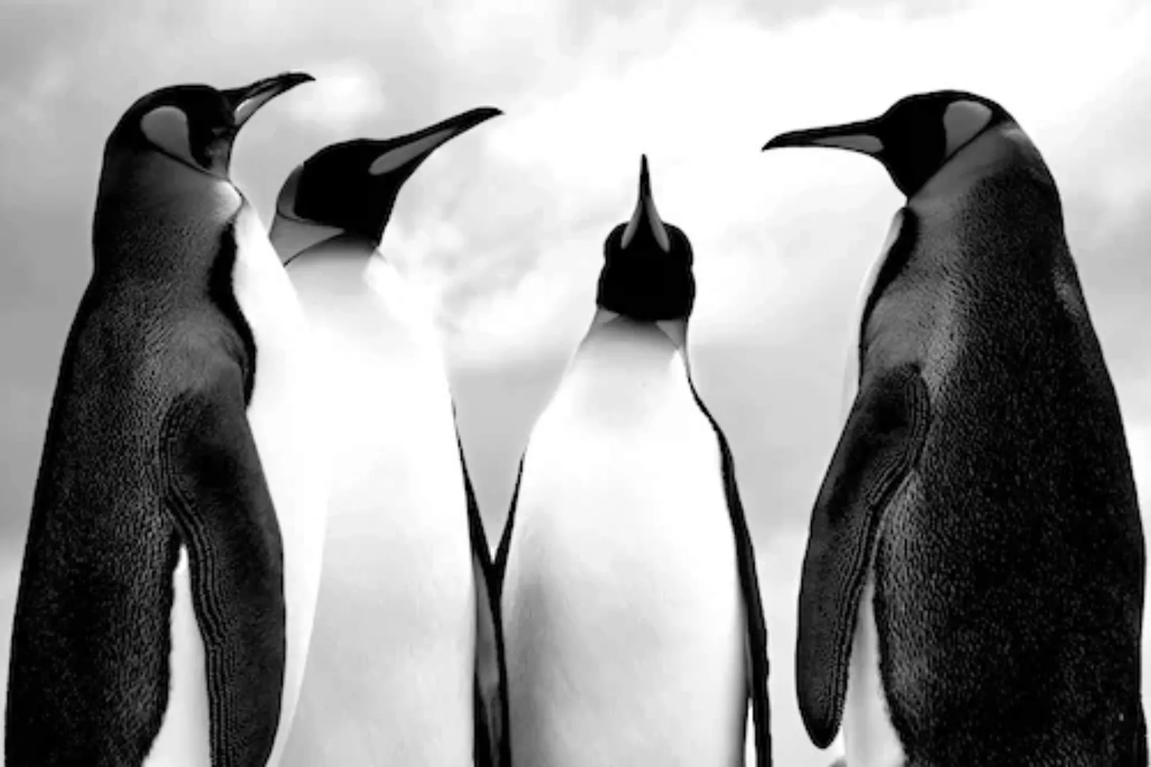 Papermoon Fototapete »Pinguin Schwarz & Weiß« günstig online kaufen