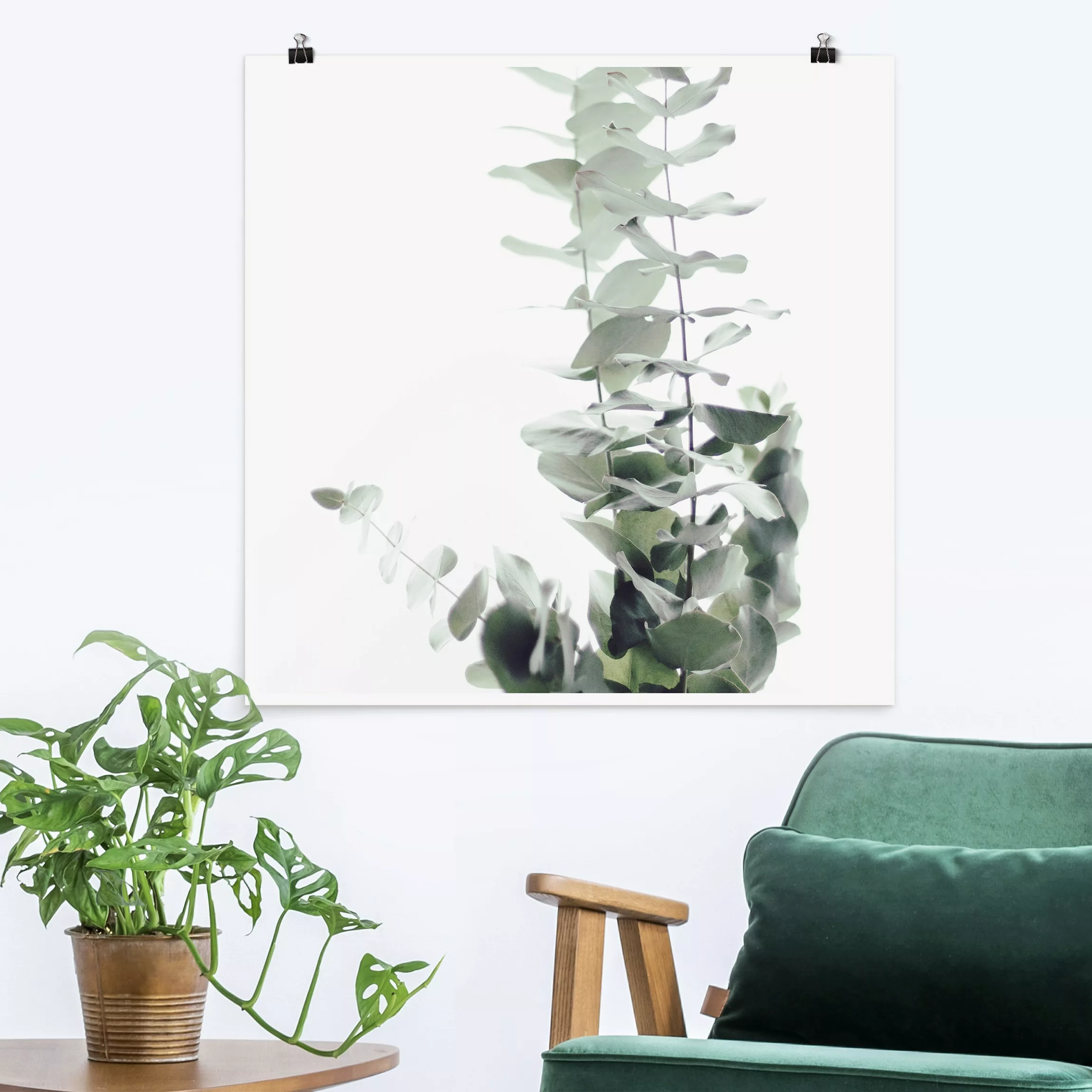 Poster Eukalyptus im Weißen Licht günstig online kaufen