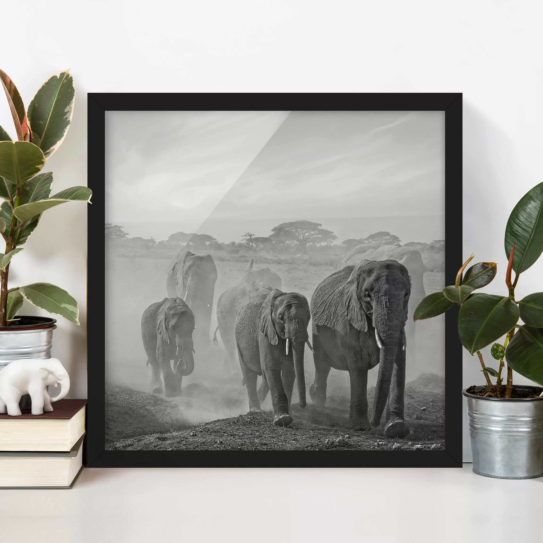 Bild mit Rahmen Schwarz-Weiß - Quadrat Elefantenherde günstig online kaufen