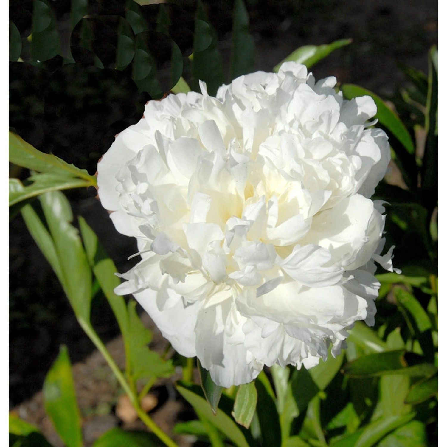 Edelpfingstrose Bowl of Cream - Paeonia lactiflora günstig online kaufen