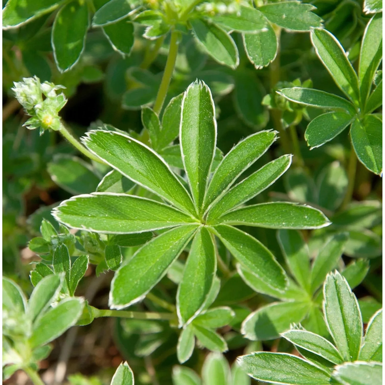 Felsen Frauenmantel - Alchemilla saxatilis günstig online kaufen