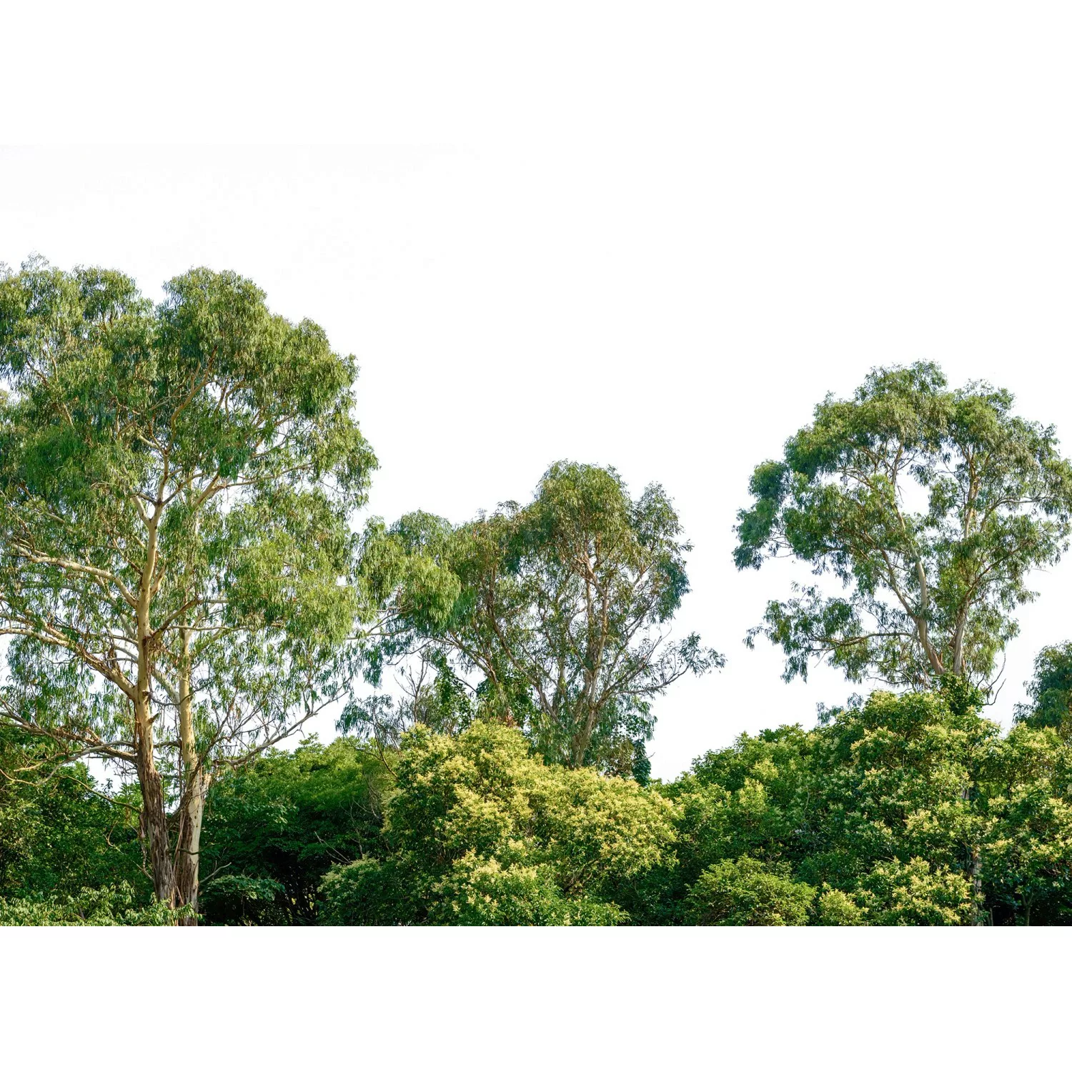 Fototapete Bäume Himmel Grün Braun 3,50 m x 2,55 m FSC® günstig online kaufen