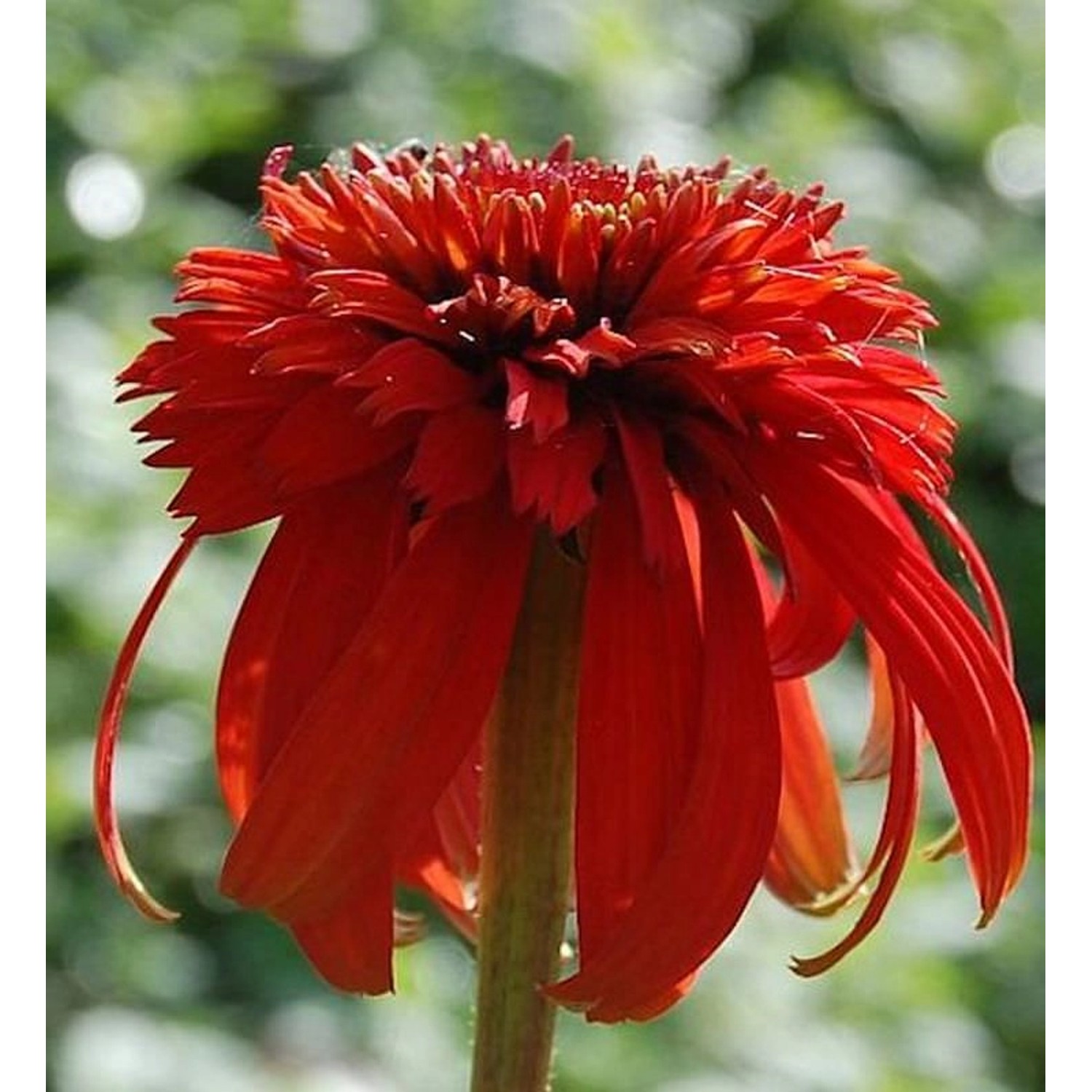 Sonnenhut Hot Papaya - Echinacea purpurea günstig online kaufen