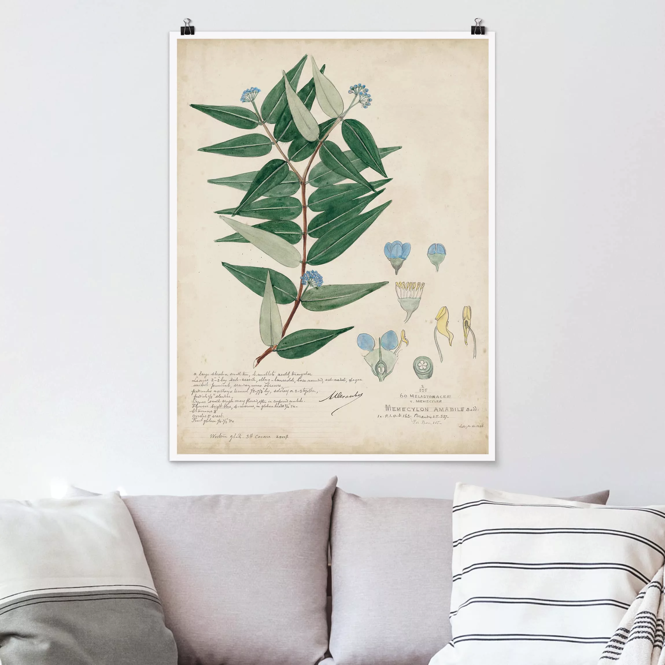 Poster Blumen - Hochformat Schwarzmundgewächse - Ambile günstig online kaufen