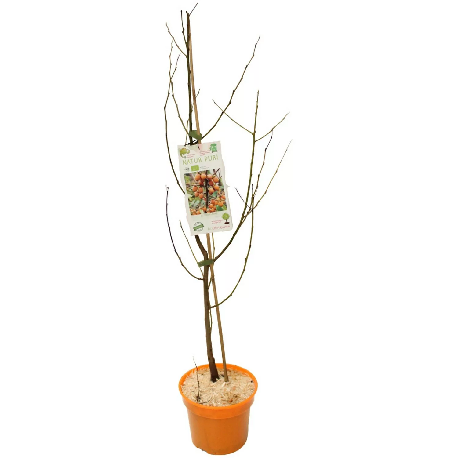 GROW by OBI Bio Lotuspflaumen Höhe ca. 30 - 40 cm Topf ca. 3 l Diospyros lo günstig online kaufen