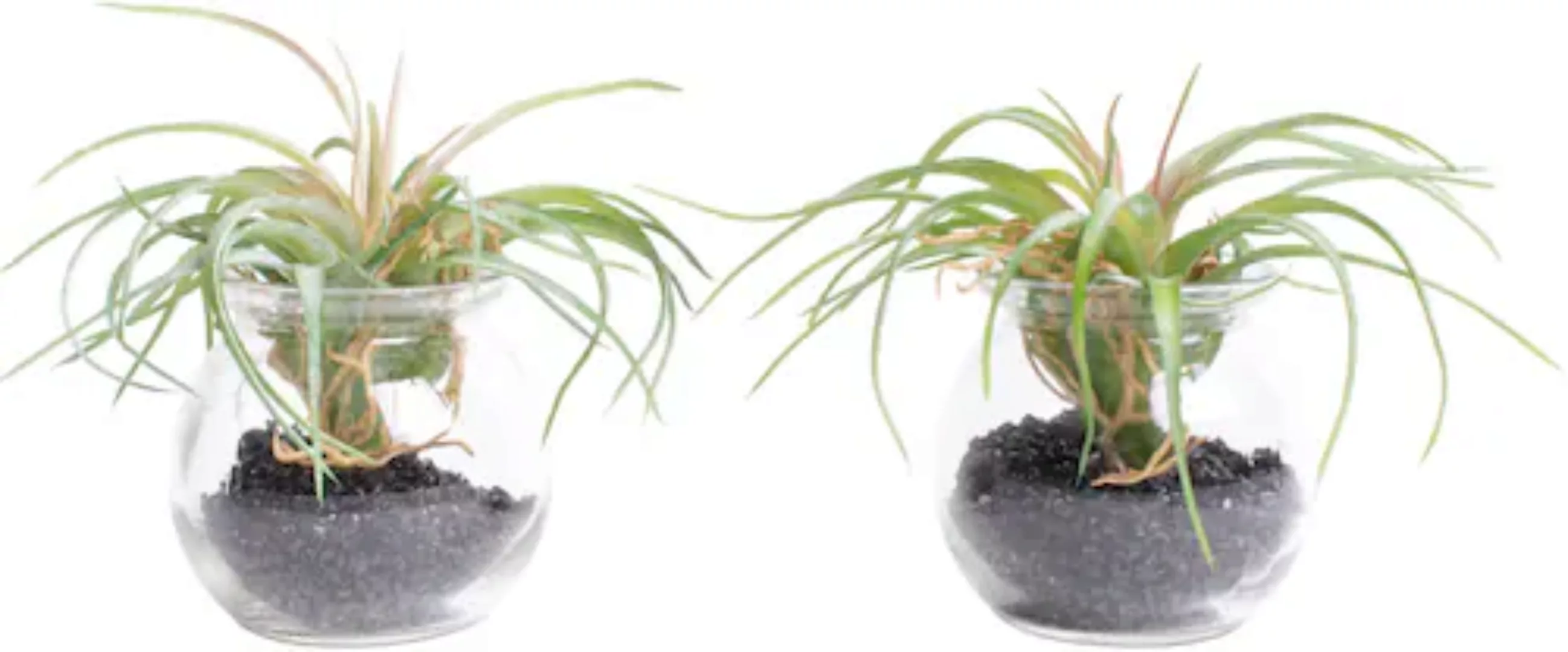 Botanic-Haus Künstliche Zimmerpflanze »Tillandsie m Glas« günstig online kaufen