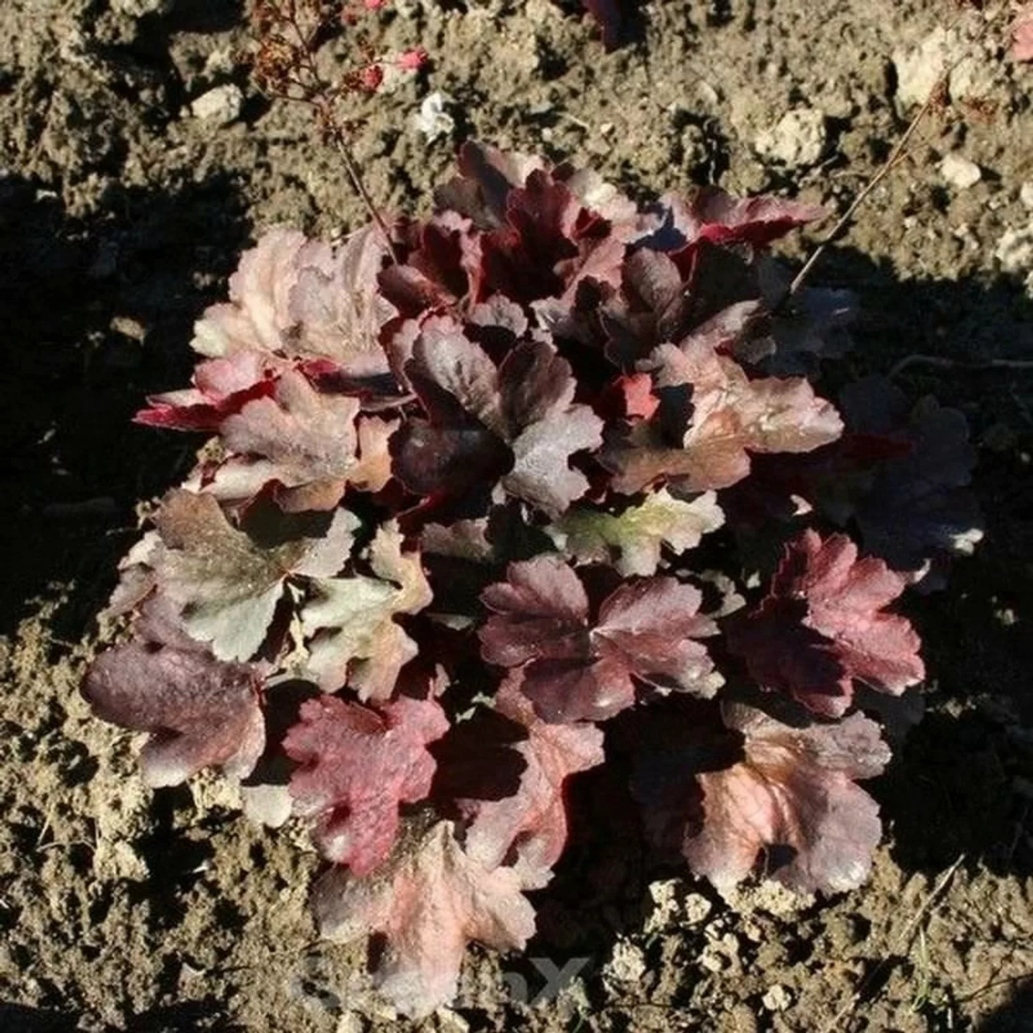 Purpurglöckchen Cherry Cola - großer Topf - Heuchera micrantha günstig online kaufen