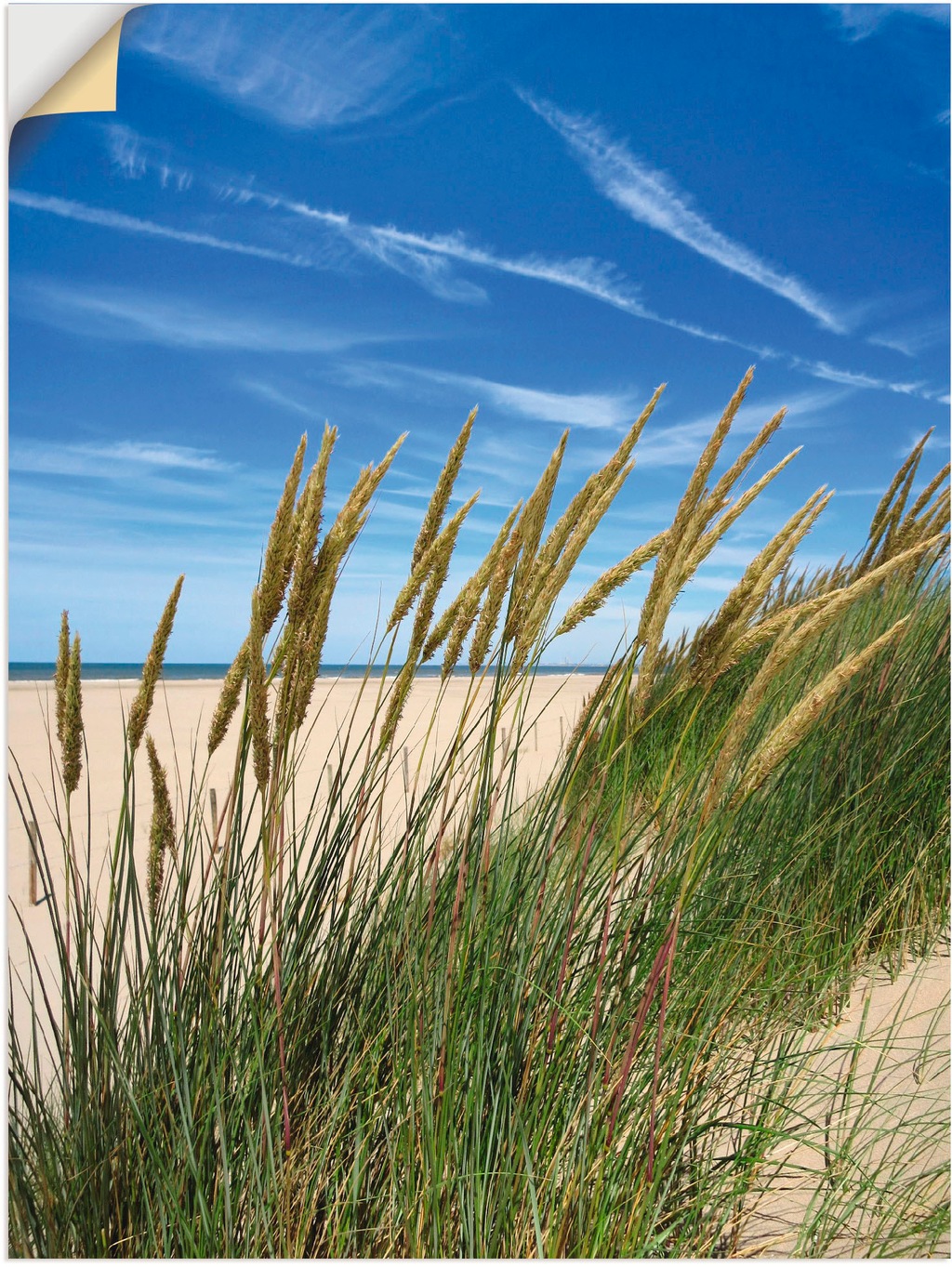 Artland Wandbild "Blühendes Strandgras", Strand, (1 St.), als Leinwandbild, günstig online kaufen