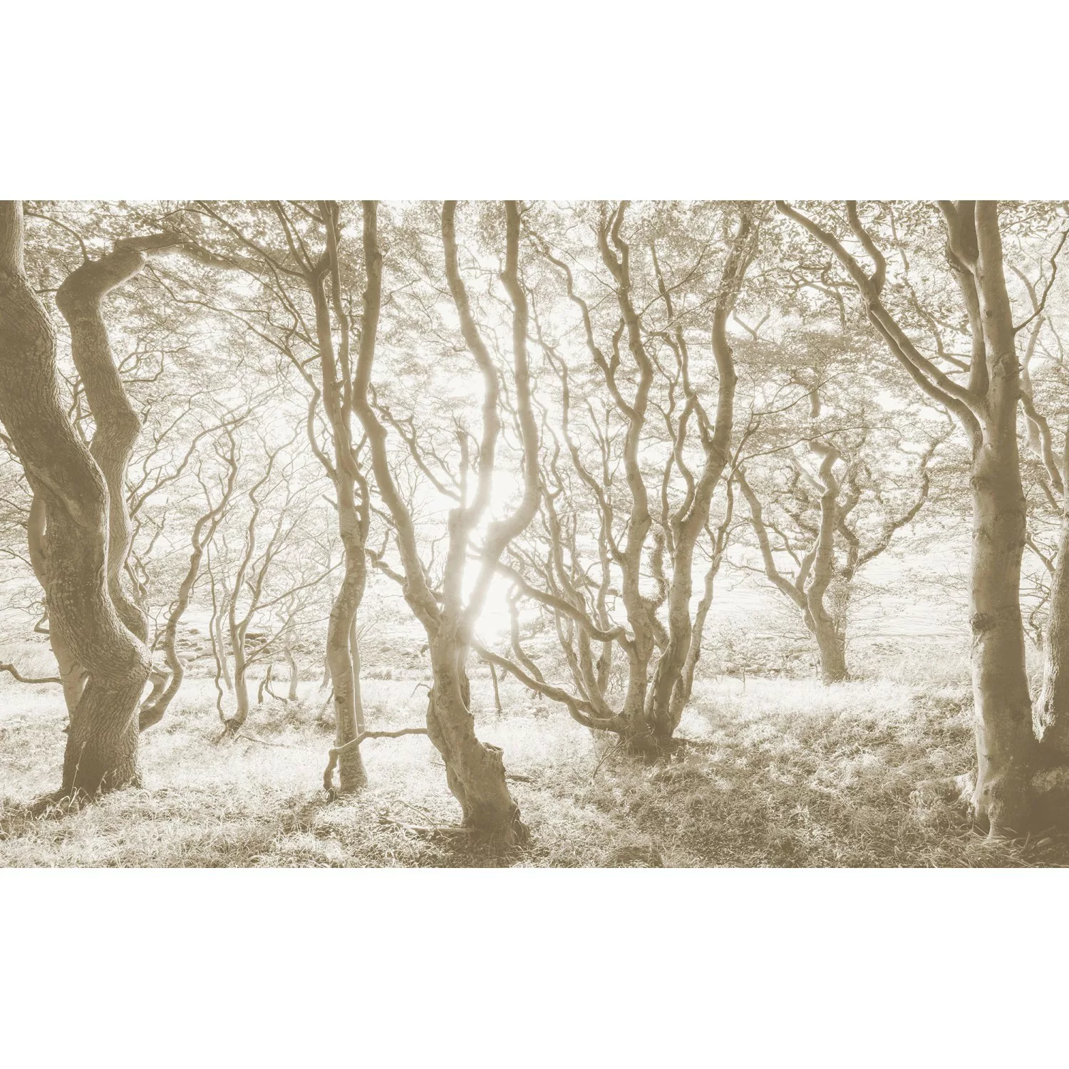 Komar Fototapete »Vlies Fototapete - Bleached Birch - Größe 400 x 250 cm«, günstig online kaufen