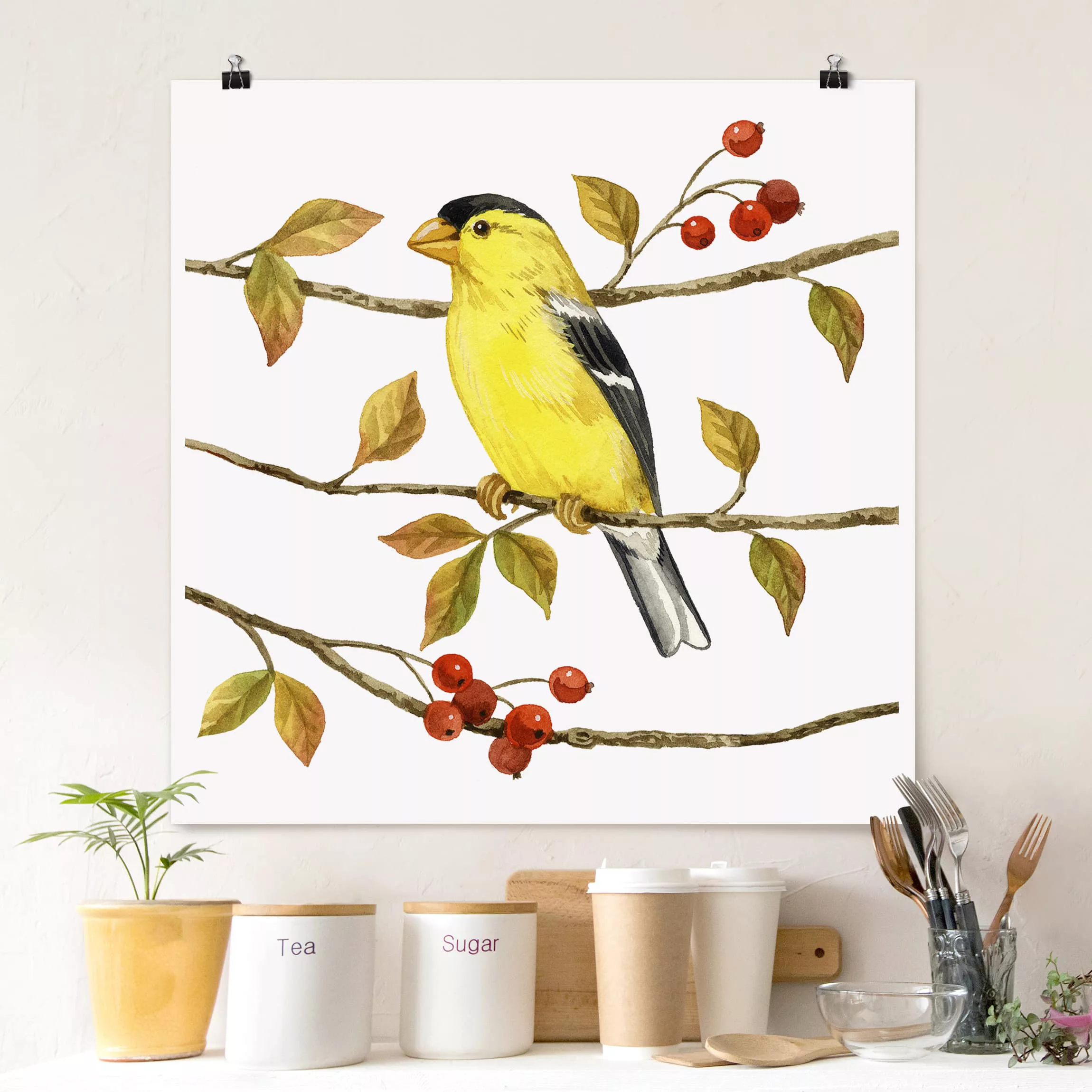 Poster Tiere - Quadrat Vögel und Beeren - Goldzeisig günstig online kaufen