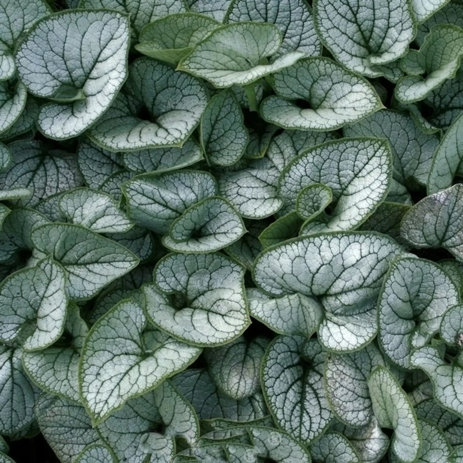 Kaukasus Vergißmeinnicht Silver Lace - Brunnera macrophylla günstig online kaufen