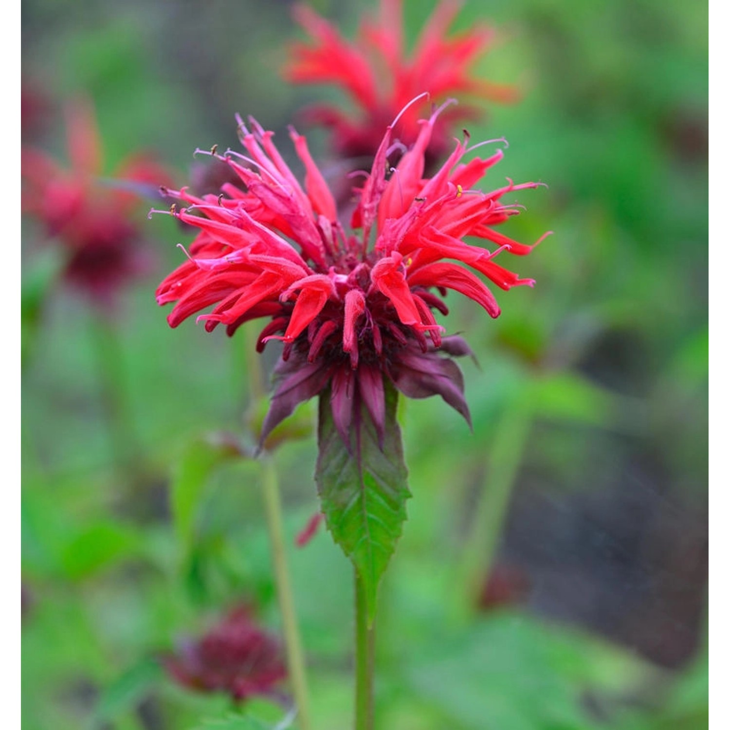 Indianernessel Gardenview Scarlett - Monarda fistulosa günstig online kaufen