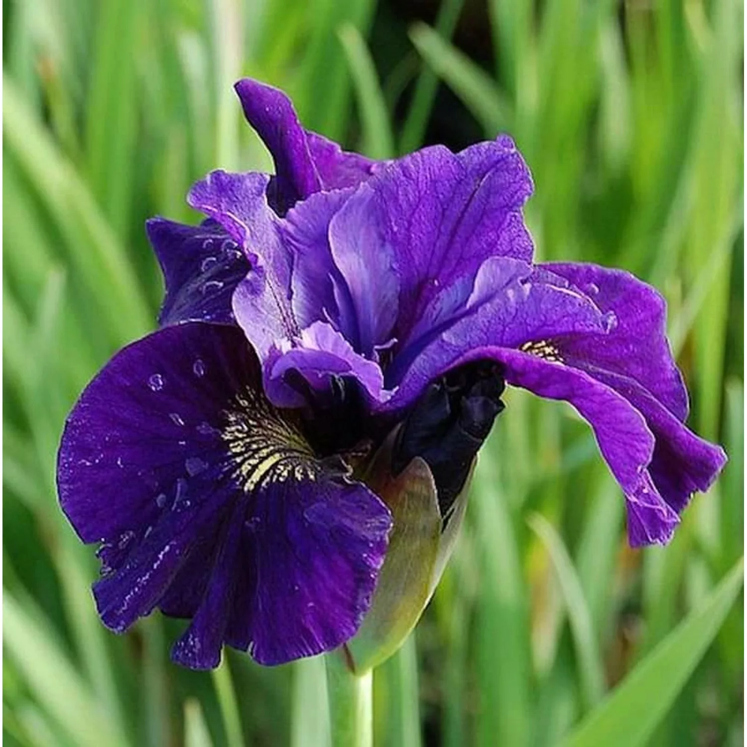 Sibirische Wieseniris Ruffled Velvet - Iris sibirica günstig online kaufen