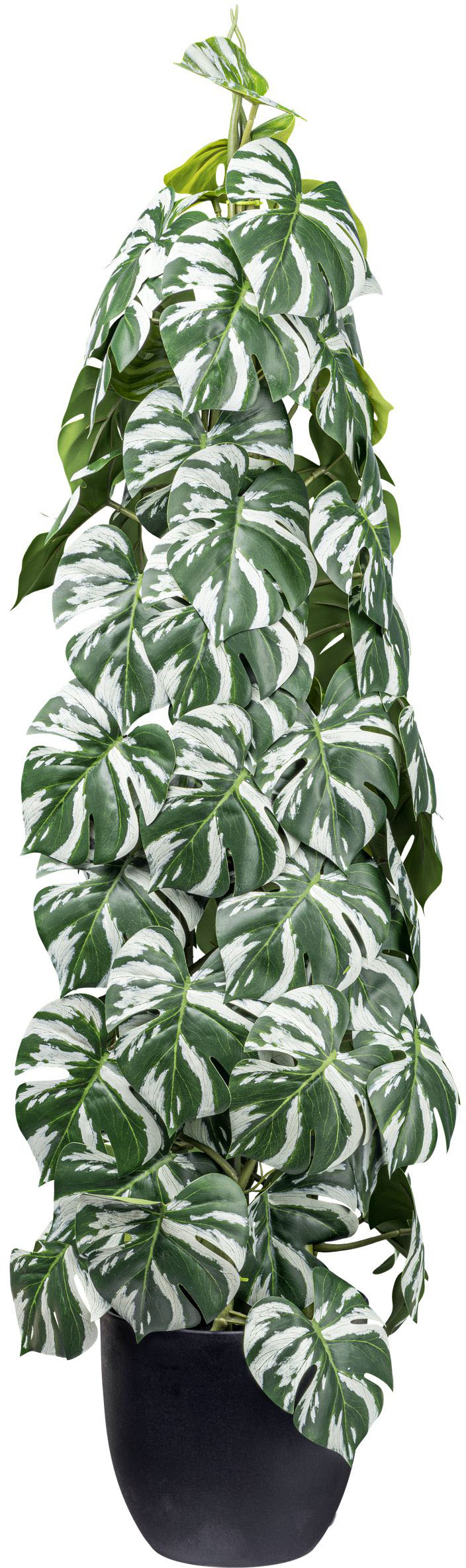 Creativ green Künstliche Zimmerpflanze "Splitphilodendron", mit säulenartig günstig online kaufen