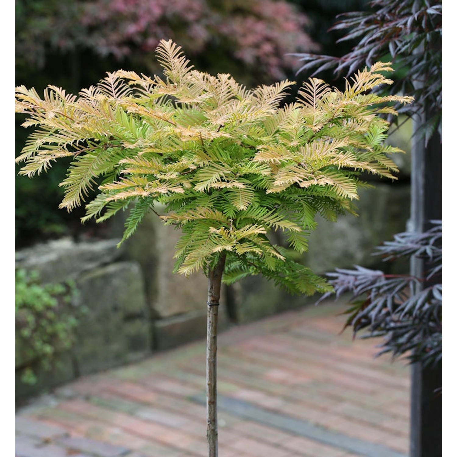 Hochstamm Kugel Urweltmammutbaum Matthaie 100-125cm - Metasequoia glyptostr günstig online kaufen