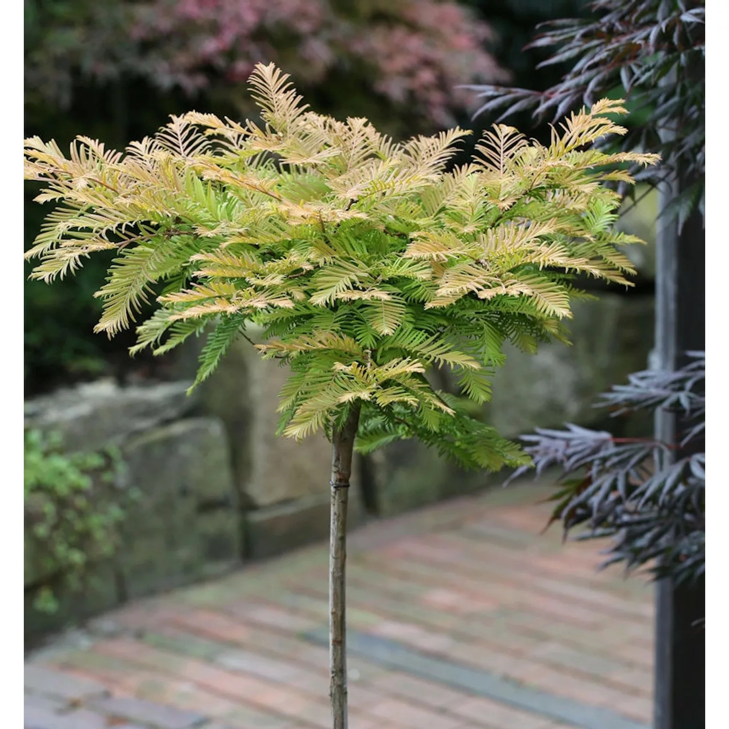 Hochstamm Kugel Urweltmammutbaum Matthaie 40-60cm - Metasequoia glyptostrob günstig online kaufen