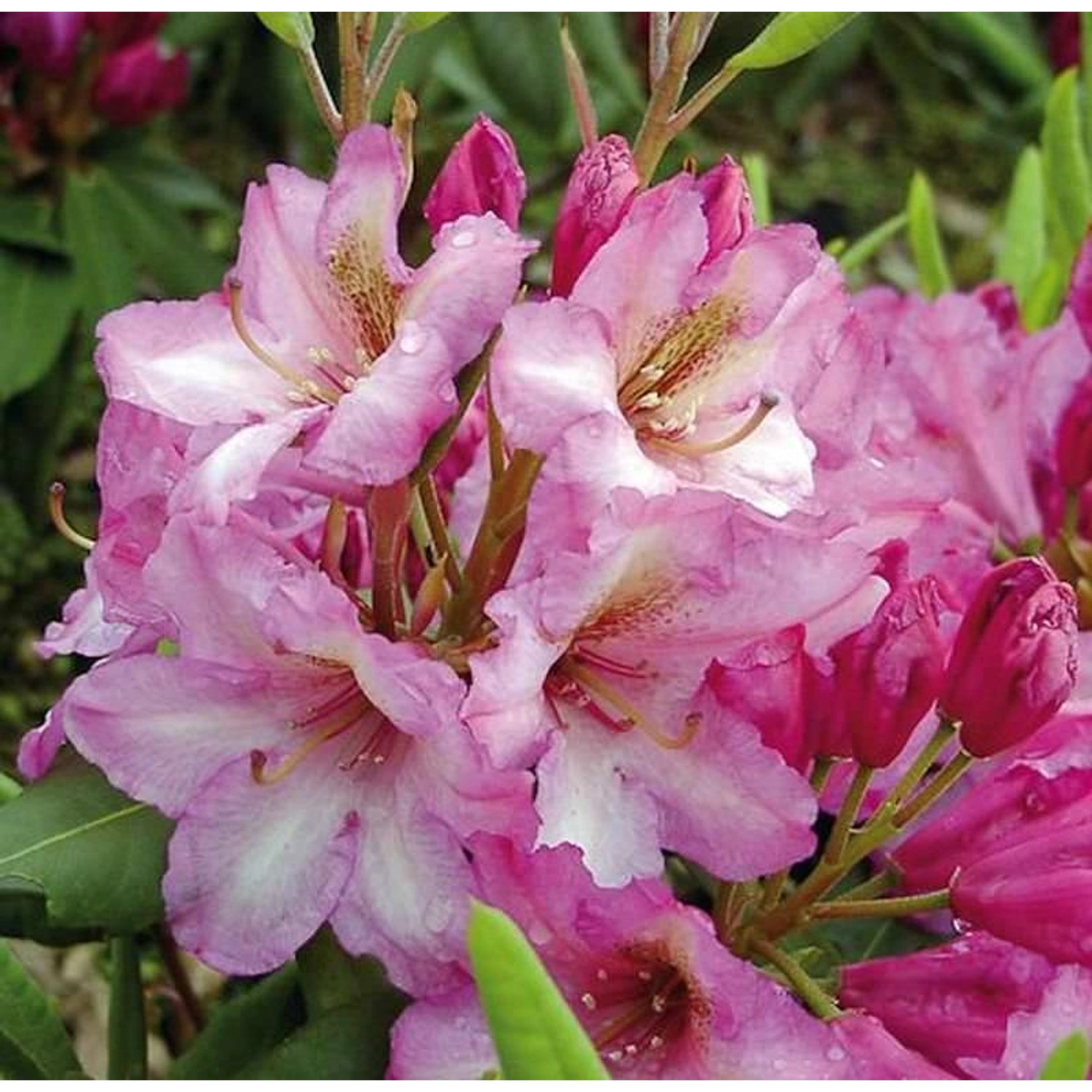 INKARHO - Großblumige Rhododendron Duke of York 40-50cm - Alpenrose günstig online kaufen