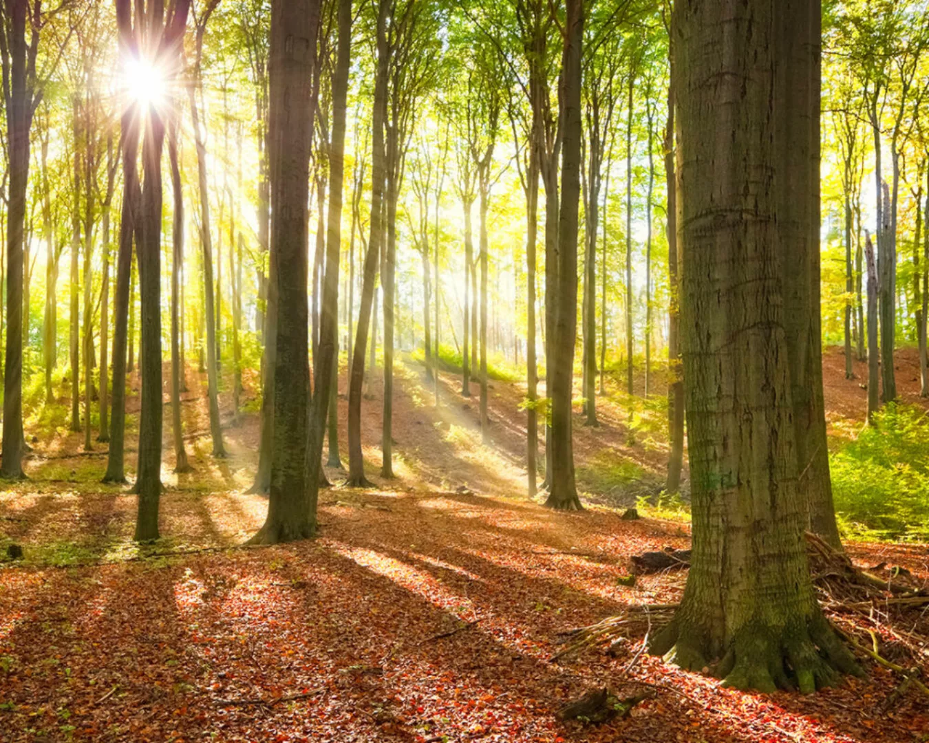 Fototapete "Sonne im Wald" 4,00x2,50 m / Glattvlies Perlmutt günstig online kaufen