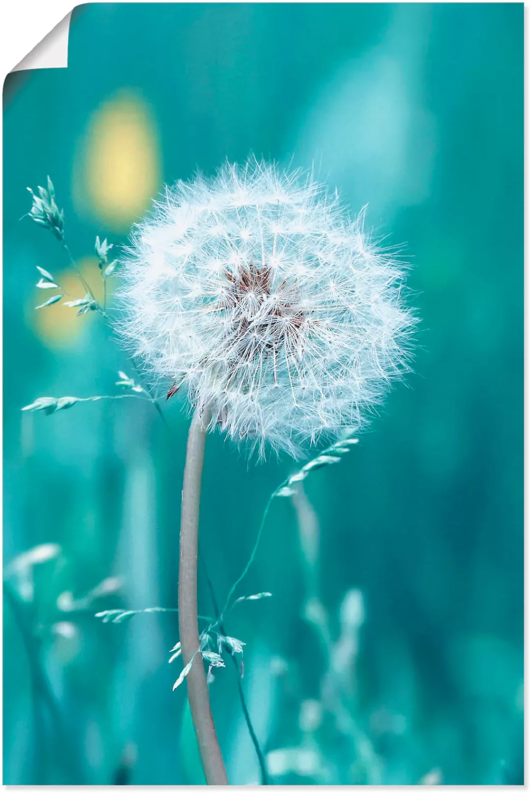 Artland Wandbild "Pusteblume", Blumen, (1 St.), als Leinwandbild, Poster, W günstig online kaufen