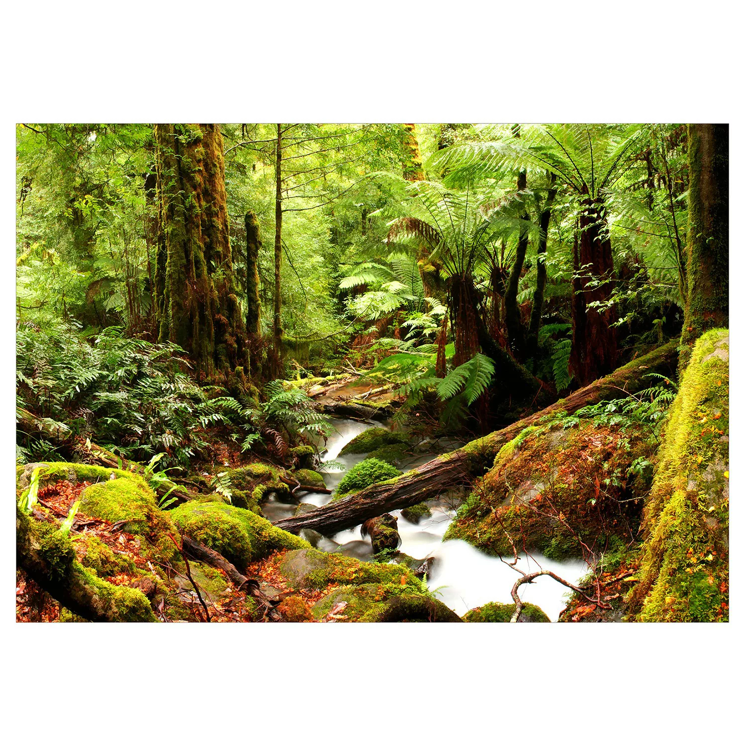 Selbstklebende Fototapete - Forest Brook günstig online kaufen