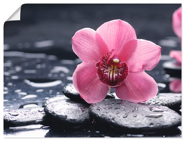 Artland Wandbild »Stillleben mit Kiesel und einer Orchidee«, Blumen, (1 St. günstig online kaufen