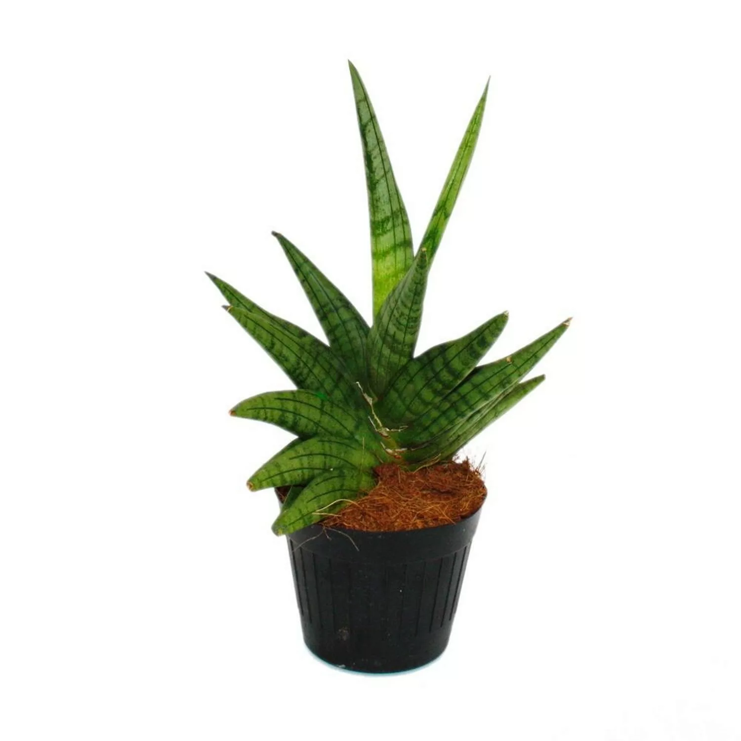 Exotenherz Sansevieria Helios Schraubenbogenhanf 11cm Topf ca. 20cm Hoch günstig online kaufen