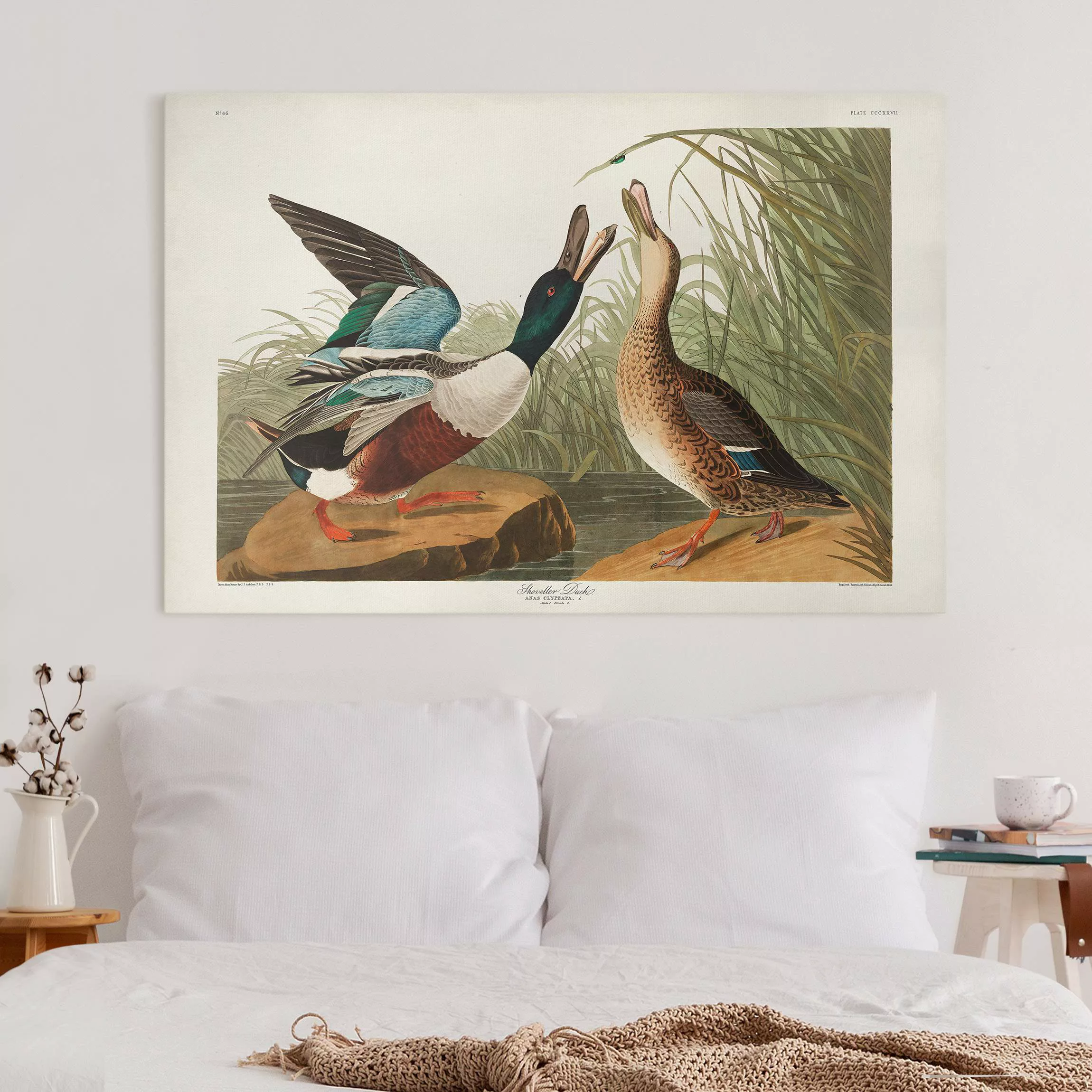 Leinwandbild Vintage Lehrtafel Enten II günstig online kaufen