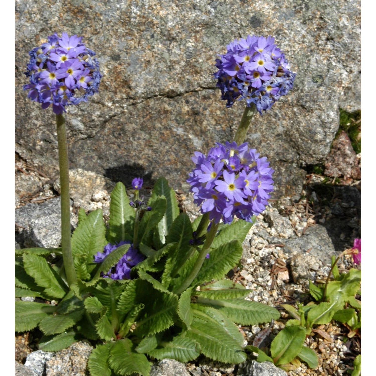 Kugelprimel - Primula denticulata günstig online kaufen