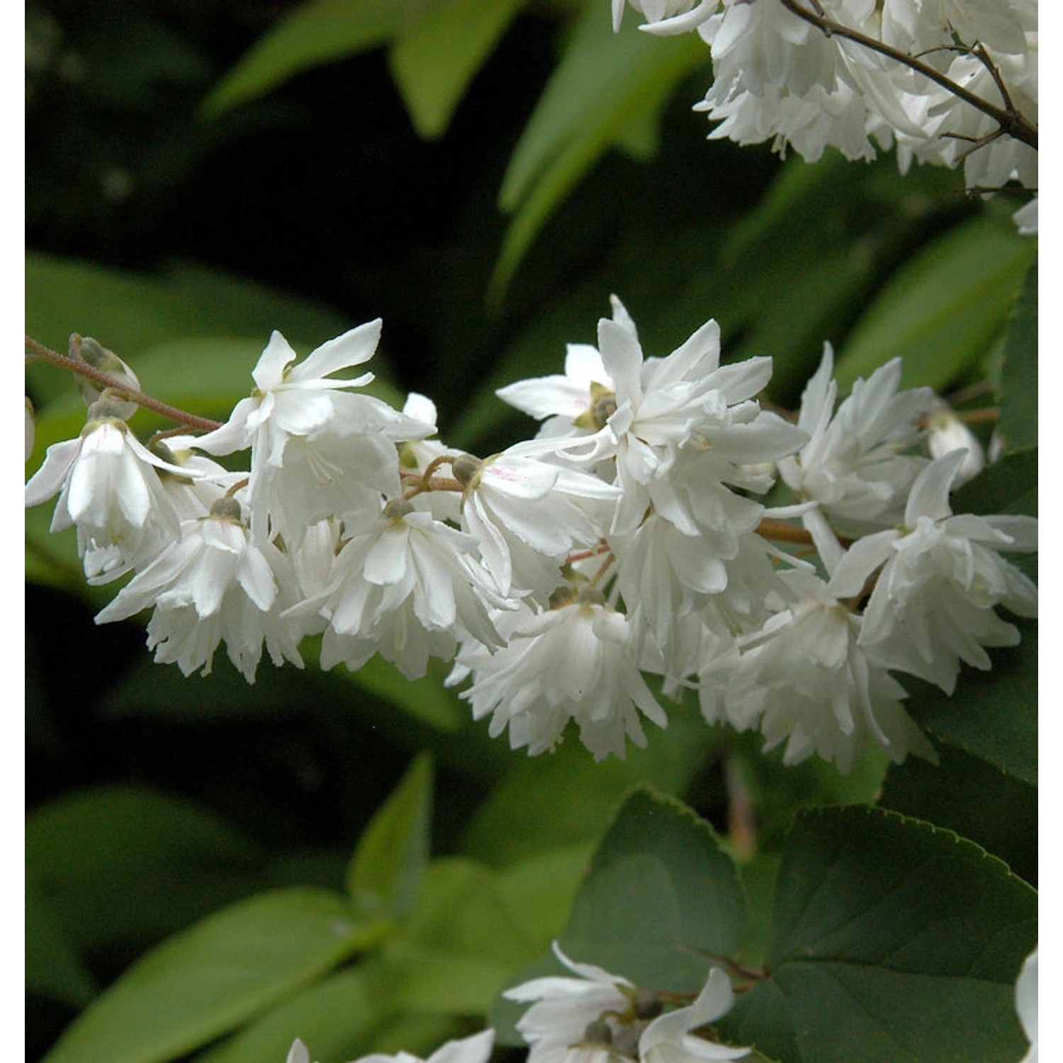 Gefüllter Sternchenstrauch Candidissima 80-100cm - Deutzia scabra günstig online kaufen